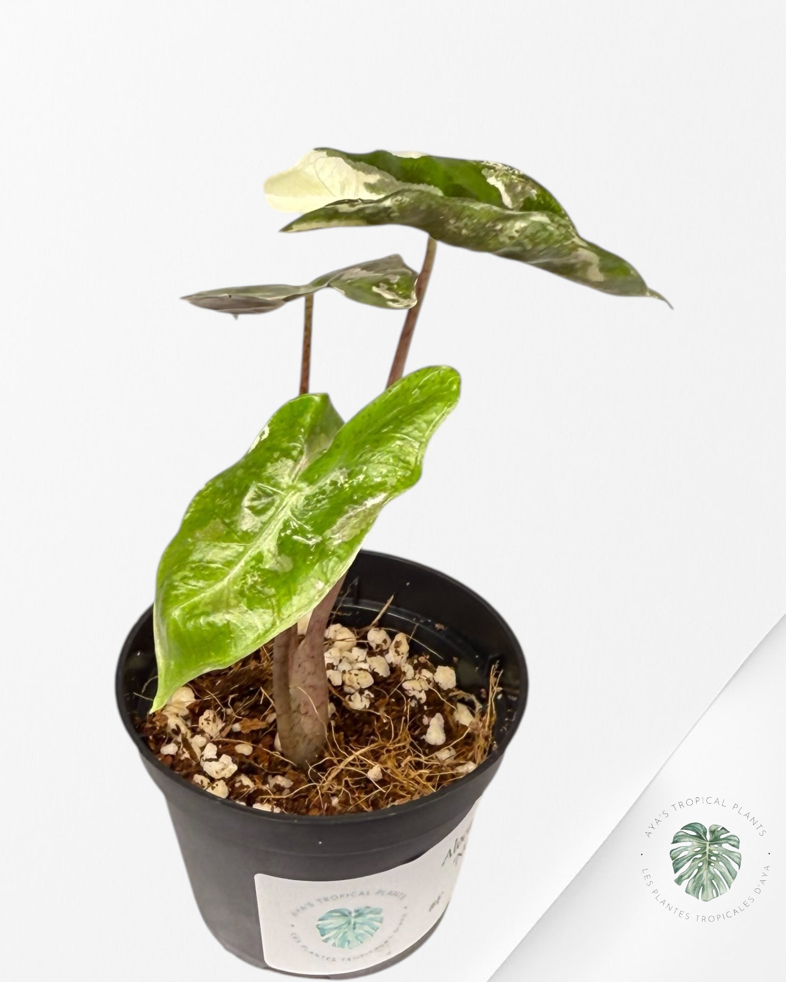 Alocasia Alocasia Pseudo Sanderiana Albo/Pink - P