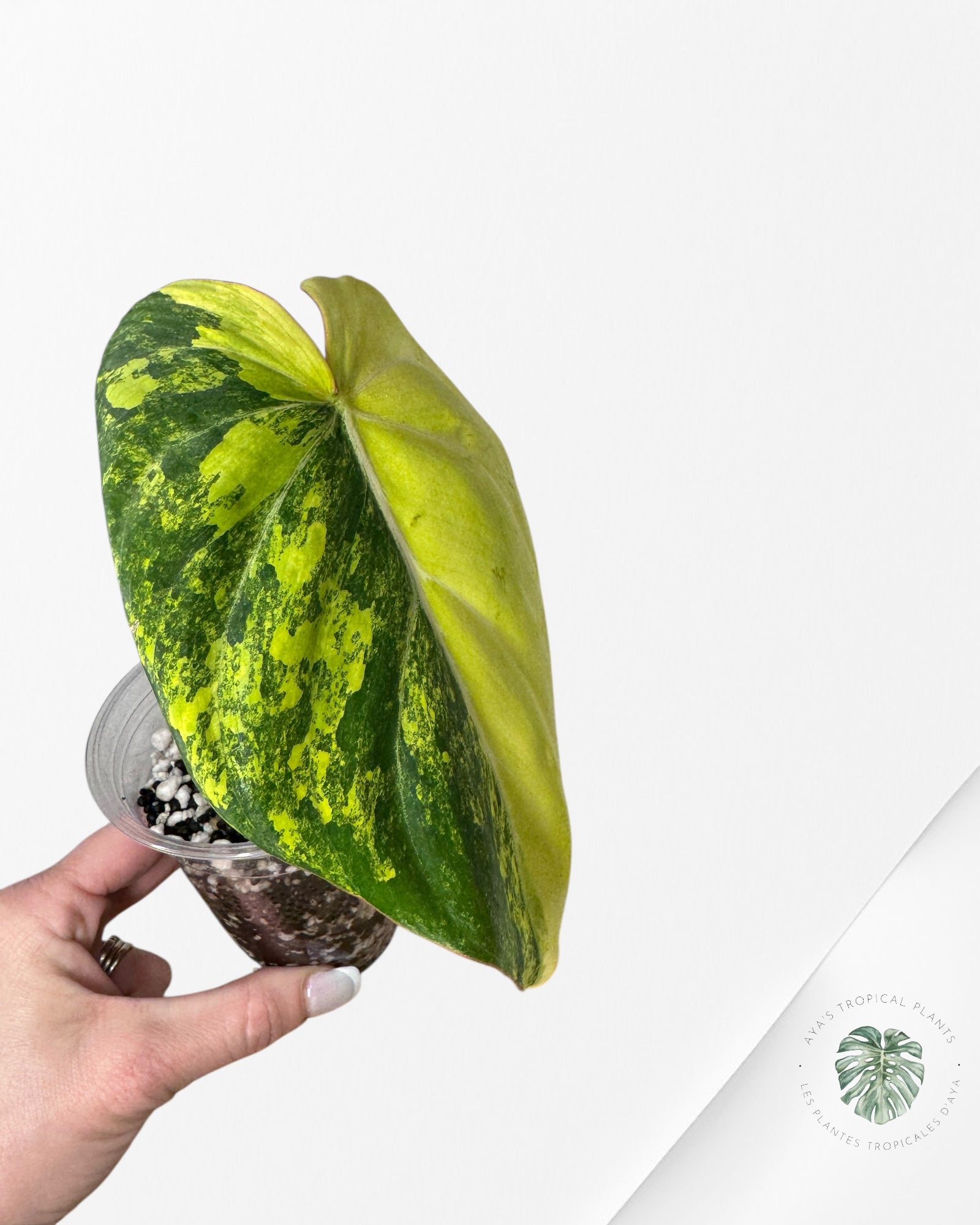 Philodendron Gloriosum Variagated