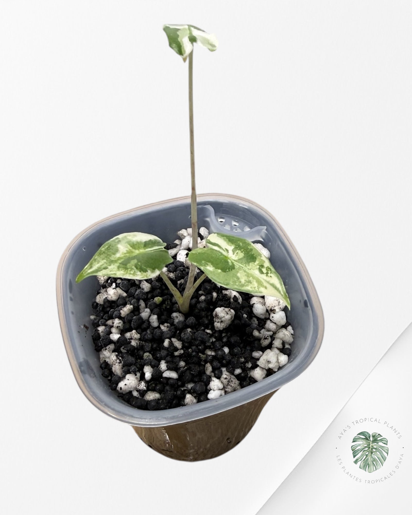 Alocasia Sarian Albo panaché