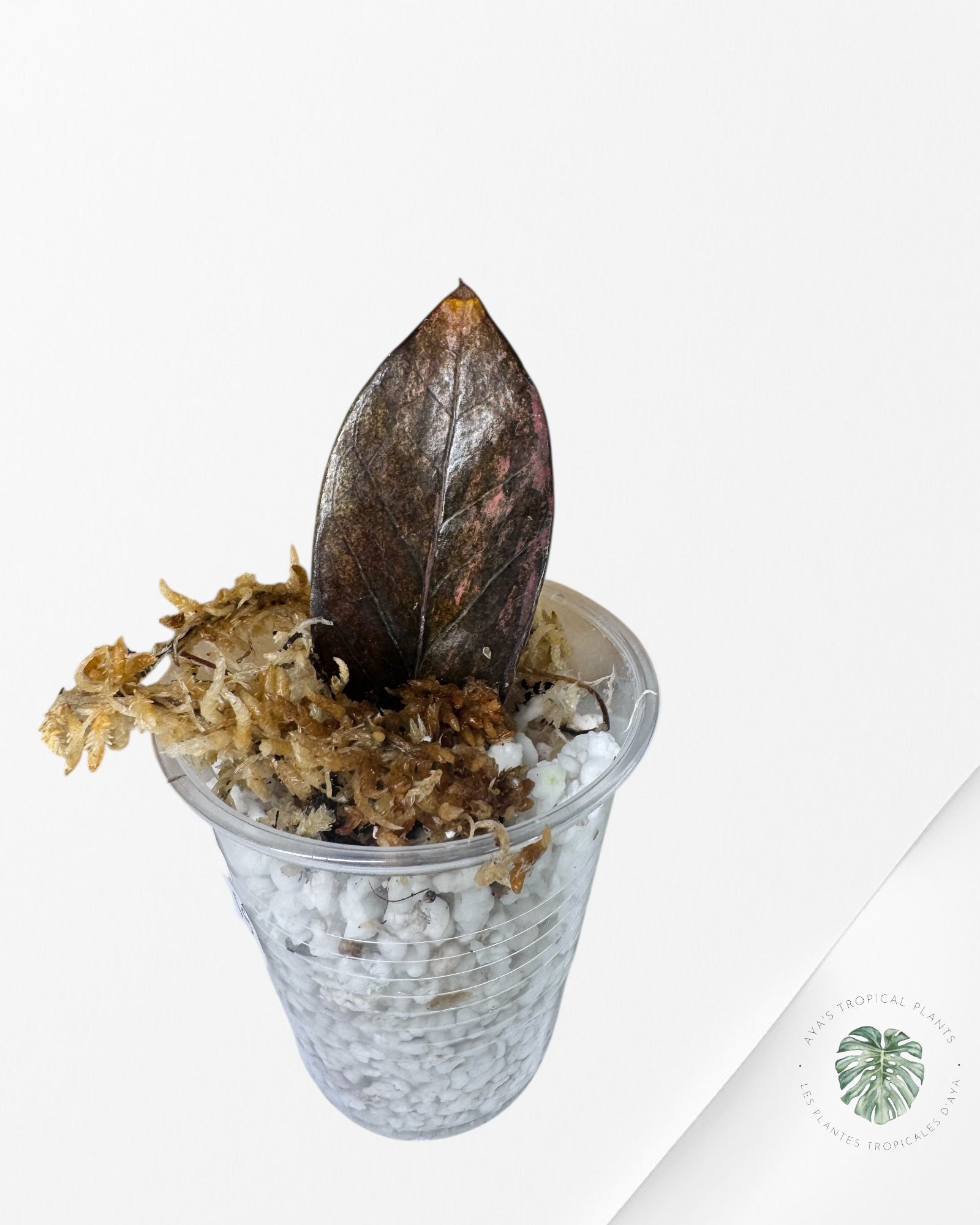 Zamioculcas Raven ZZ Pink Variegated- S