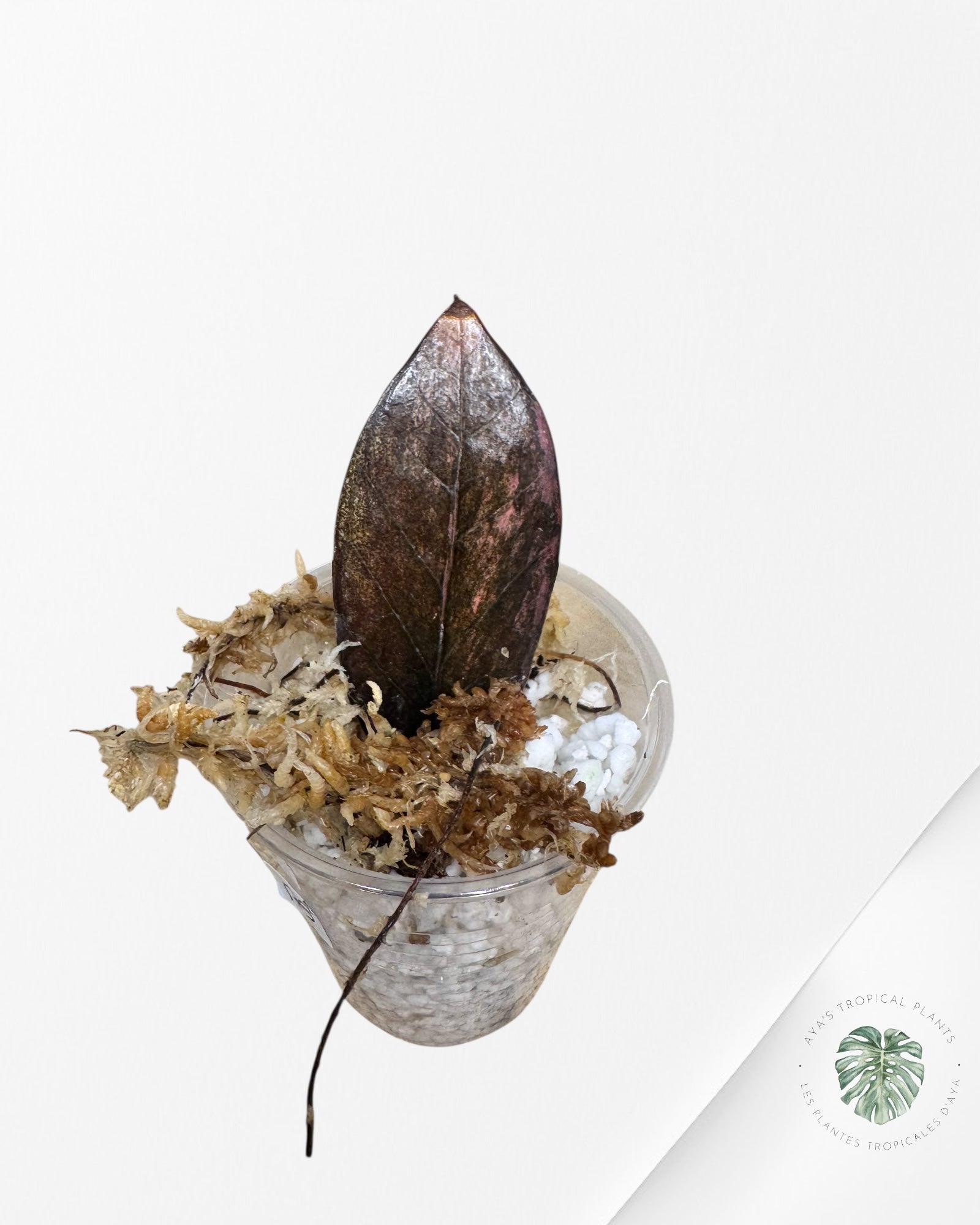 Zamioculcas Raven ZZ Pink Variegated- S