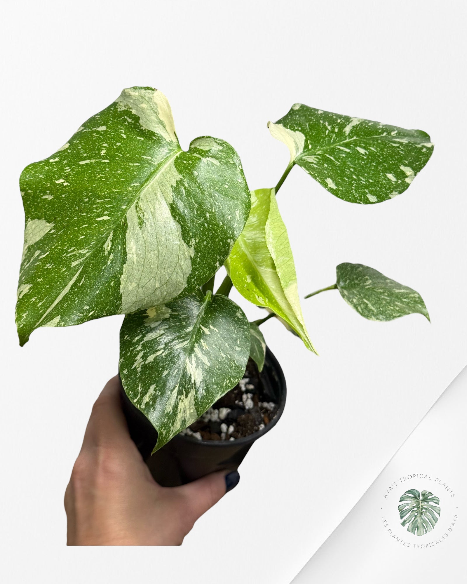 Constellation Monstera Thaï | Aroïde | La plante tropicale d'Aya