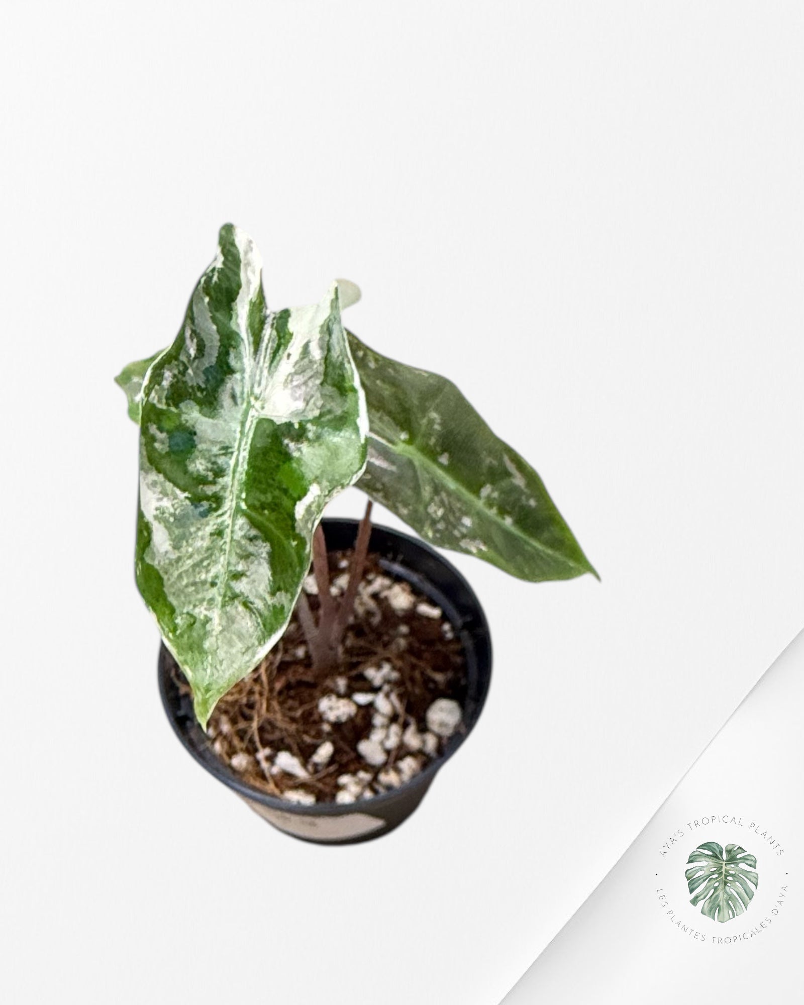 Alocasia Alocasia Pseudo Sanderiana Albo/Pink - P