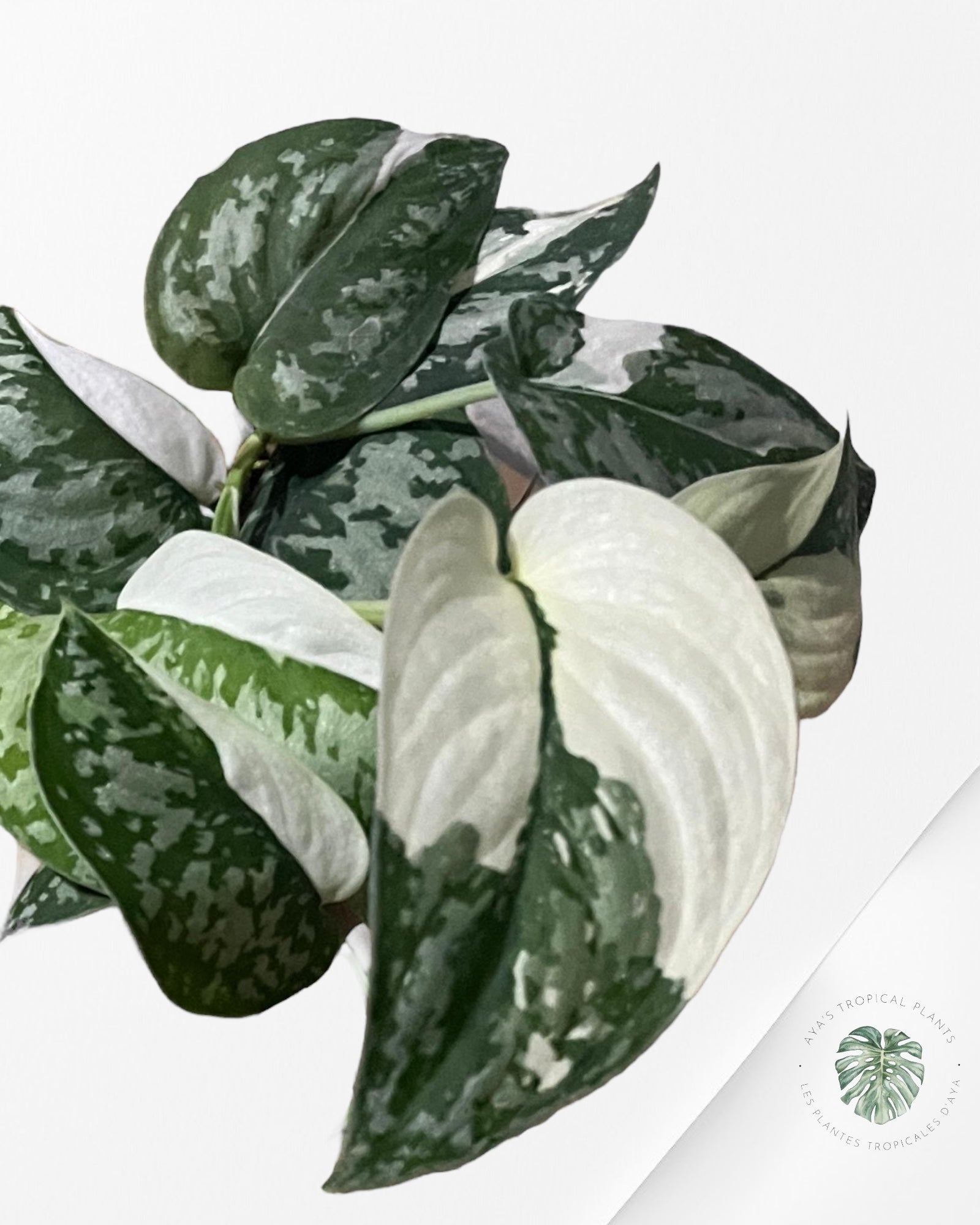 Scindapsus Simbara panaché - SS