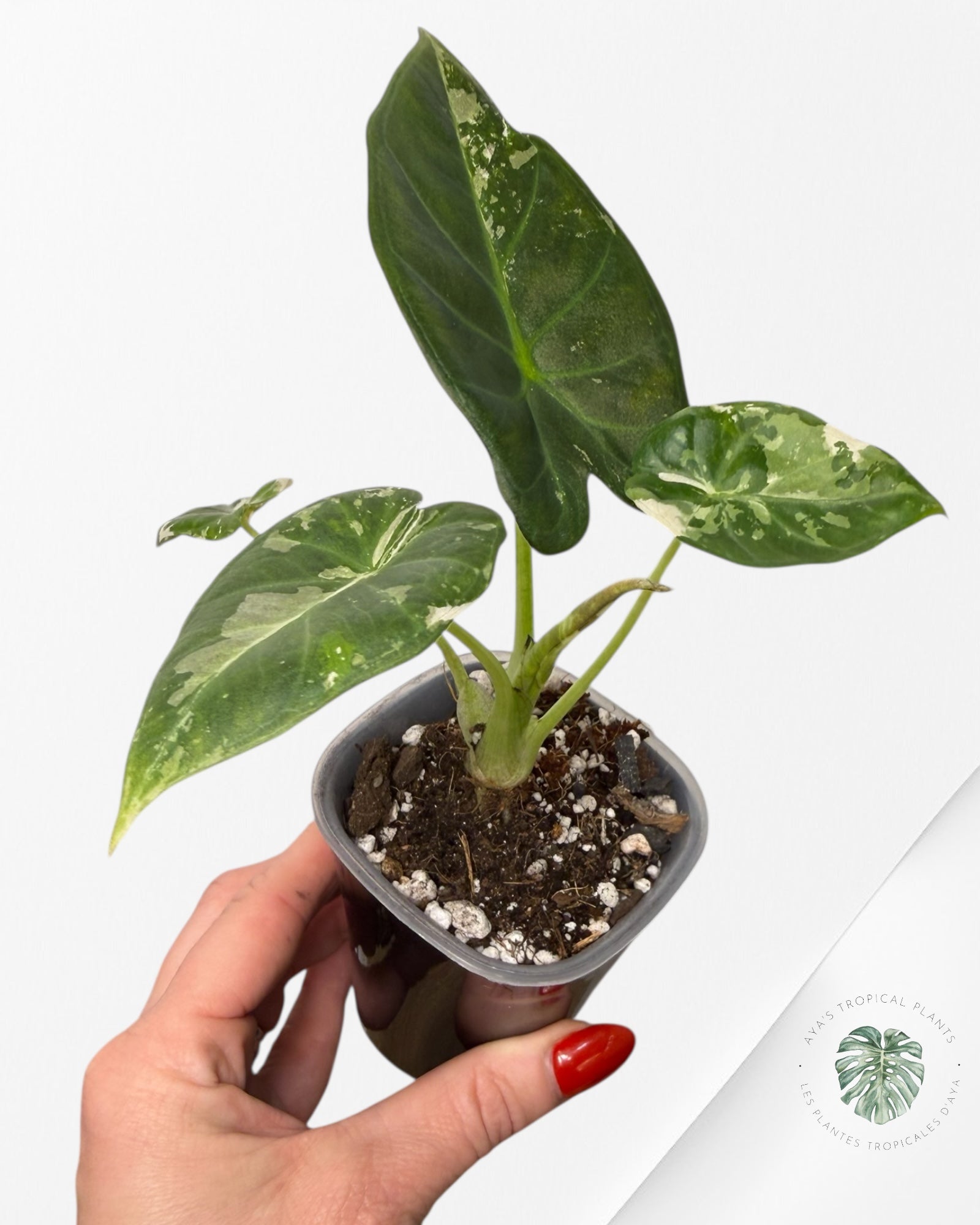 Alocasia Regal Shield Albo