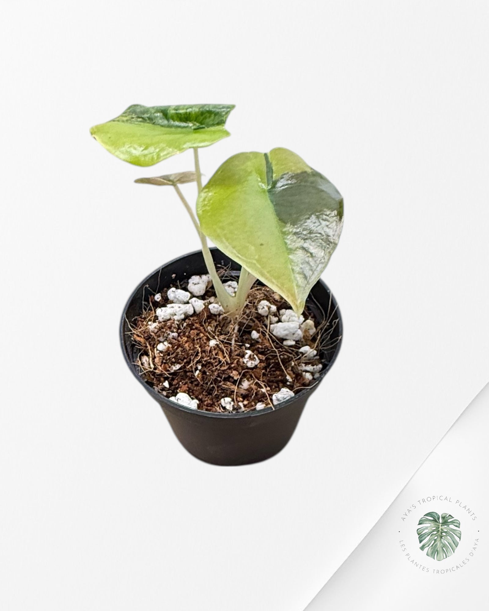 Alocasia Cuprea Golden Latte - AC1