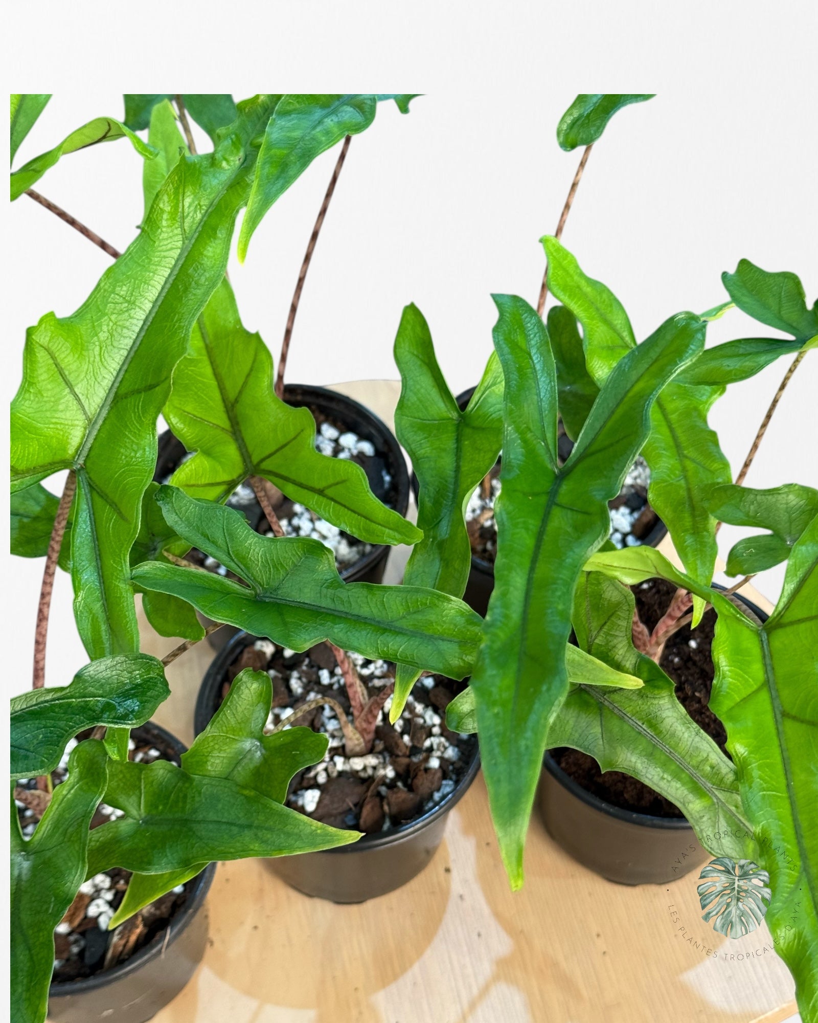 Alocasia Sabrina | Aracée | Plantes tropicales d'Aya