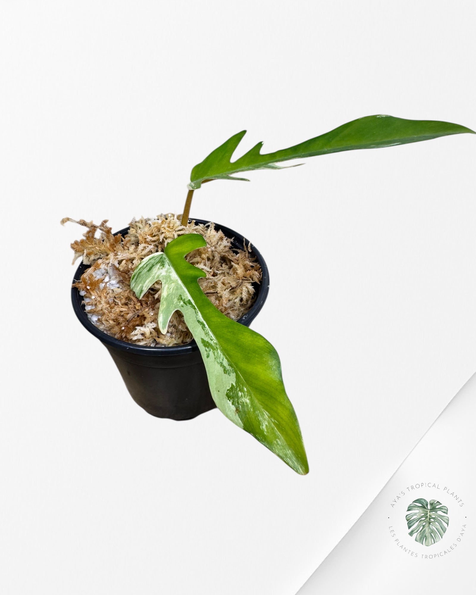 Philodendron Florida Beauty X tortum - FB2
