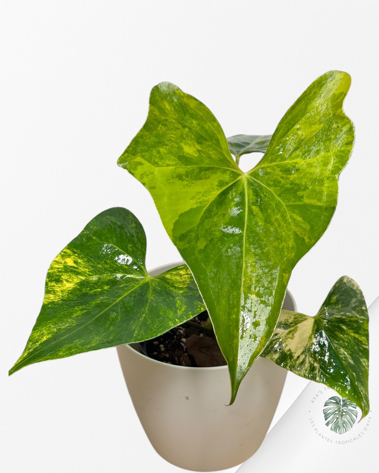 Anthurium Pterodactyl Variagated-APV04