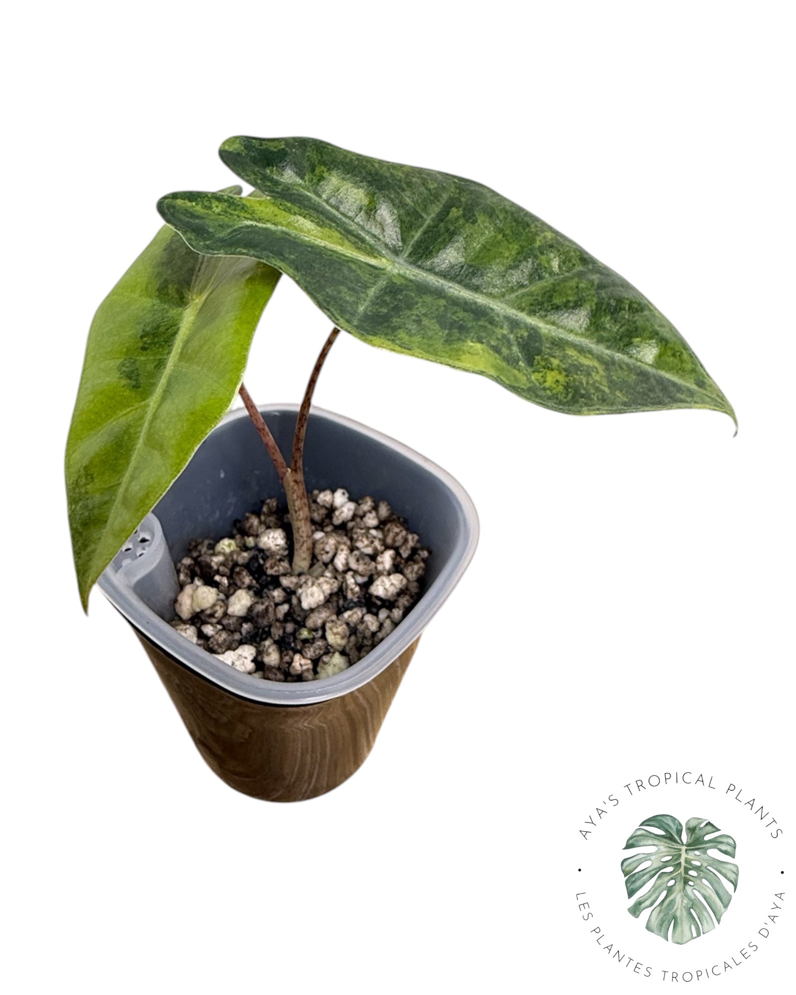 Alocasia Pseudo-Sanderiana Aurea Panaché