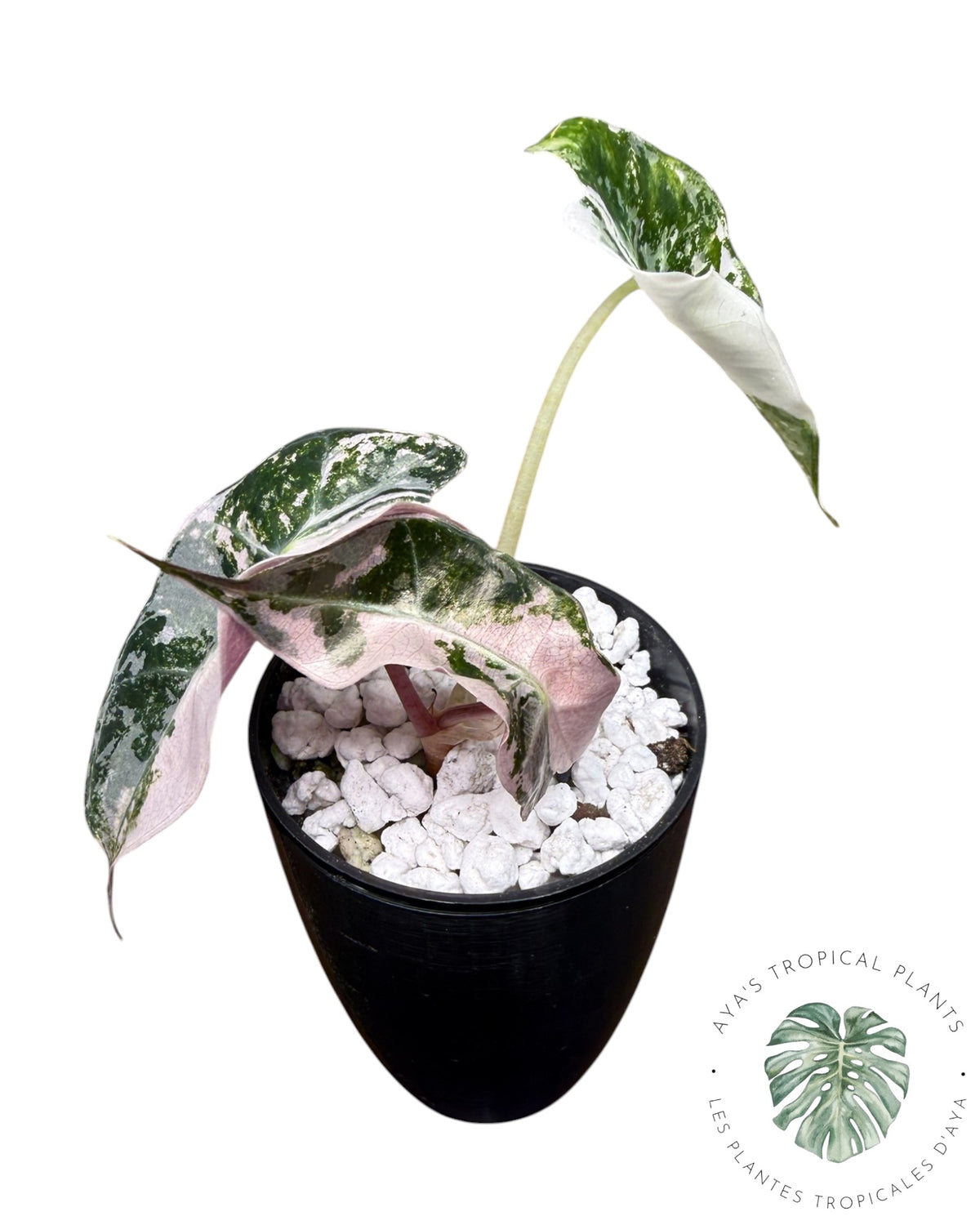 Alocasia Polly Pink Snowflake (Grade A)