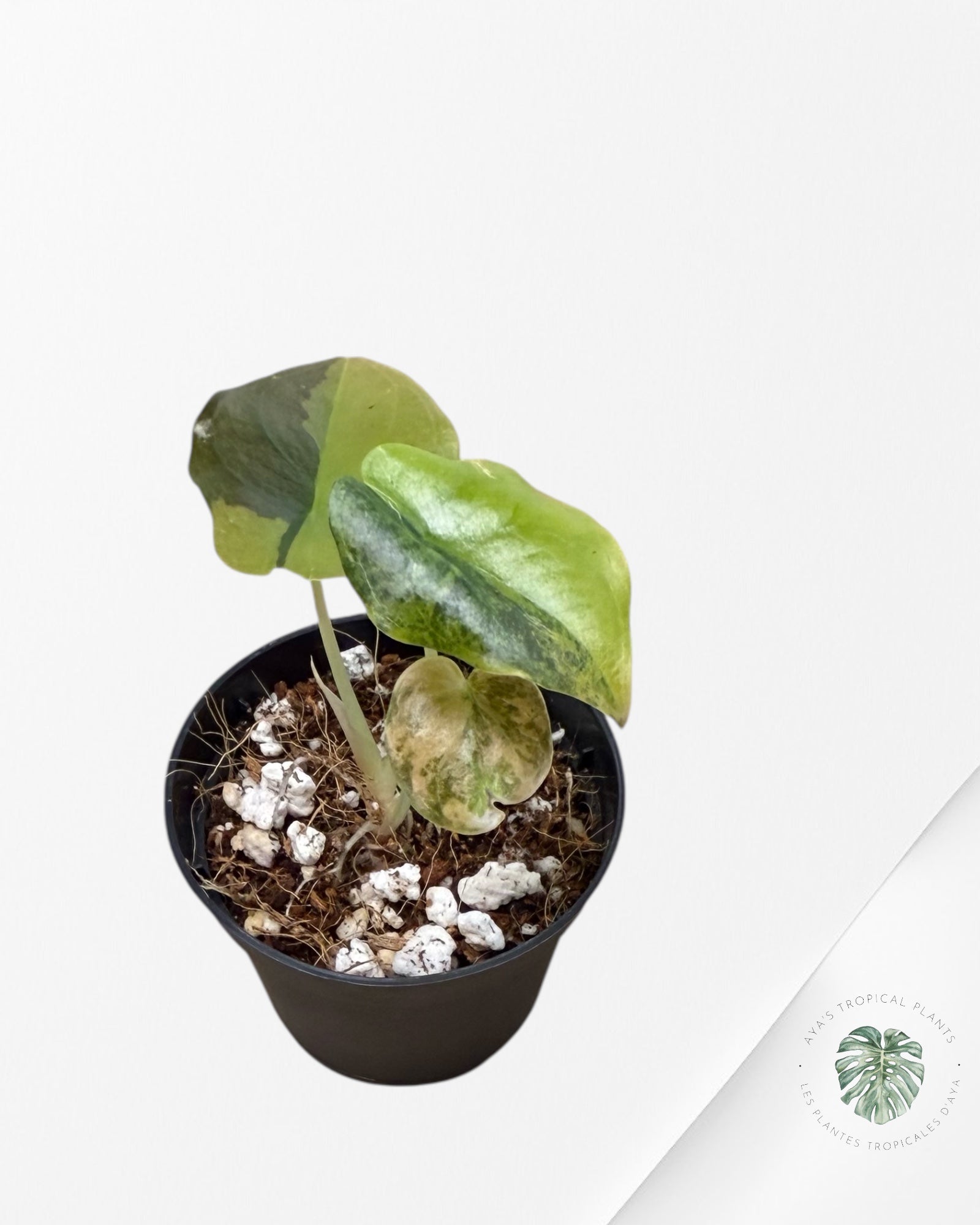 Alocasia Cuprea Golden Latte - AC1