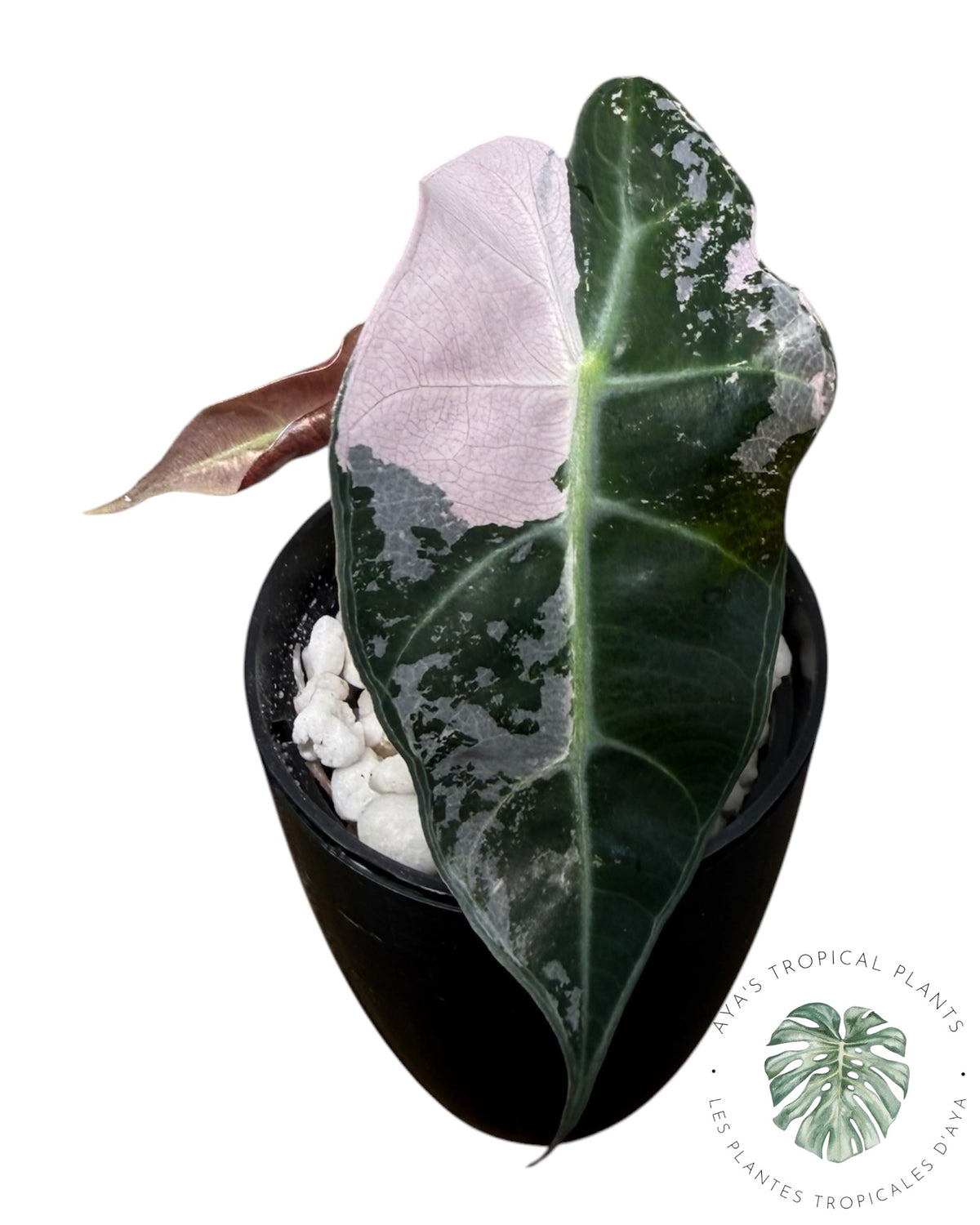 Alocasia Polly Pink Snowflake (Grade A)