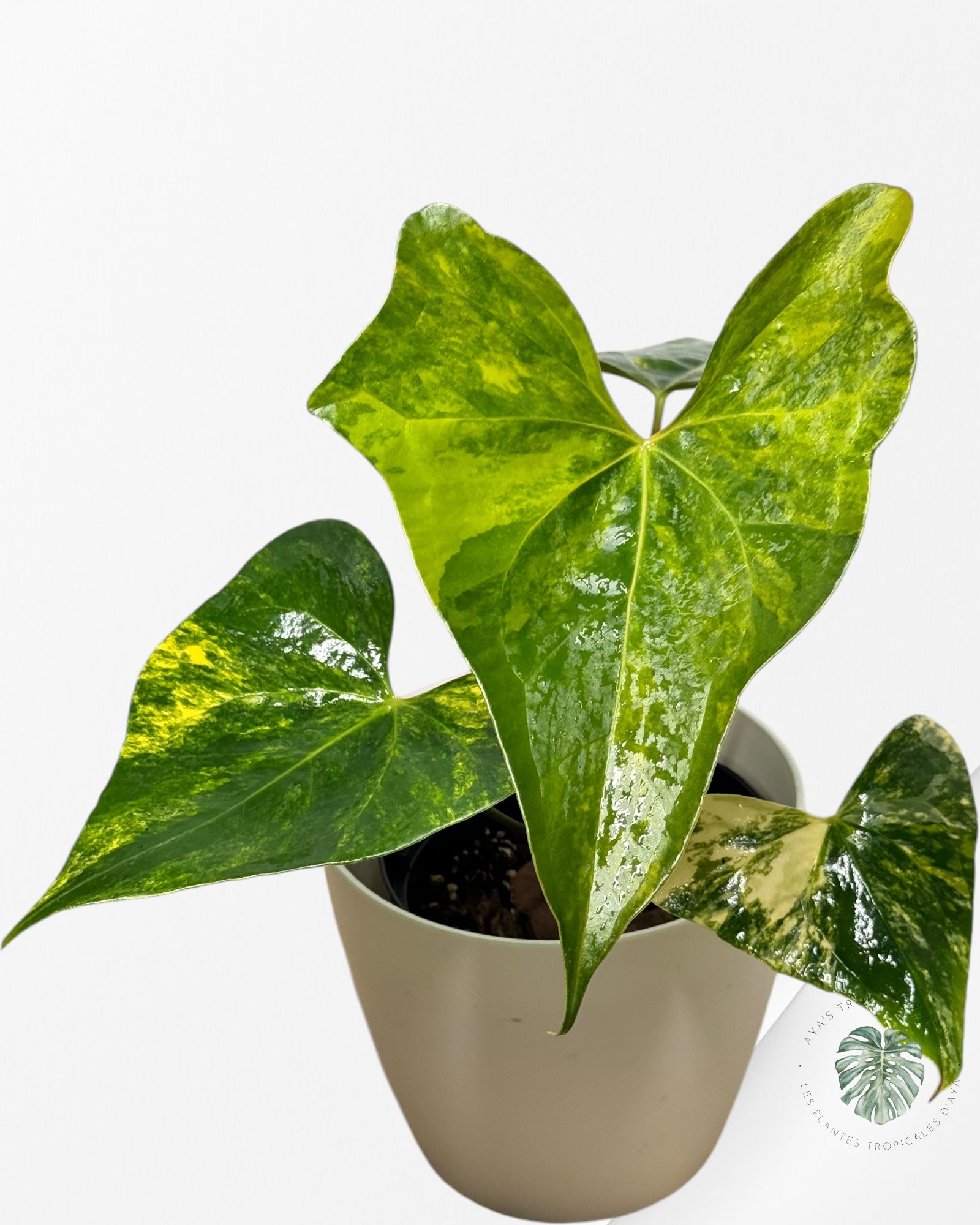 Anthurium Pterodactyl Variagated-APV04