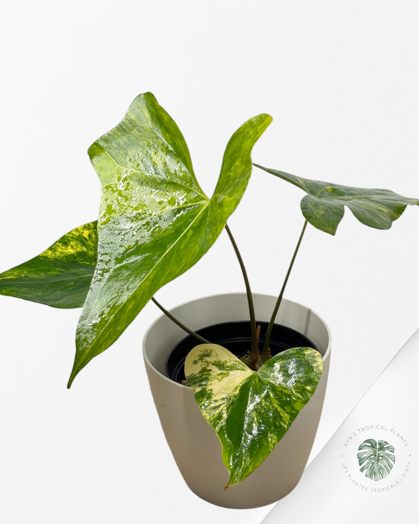 Anthurium Pterodactyl Variagated-APV04