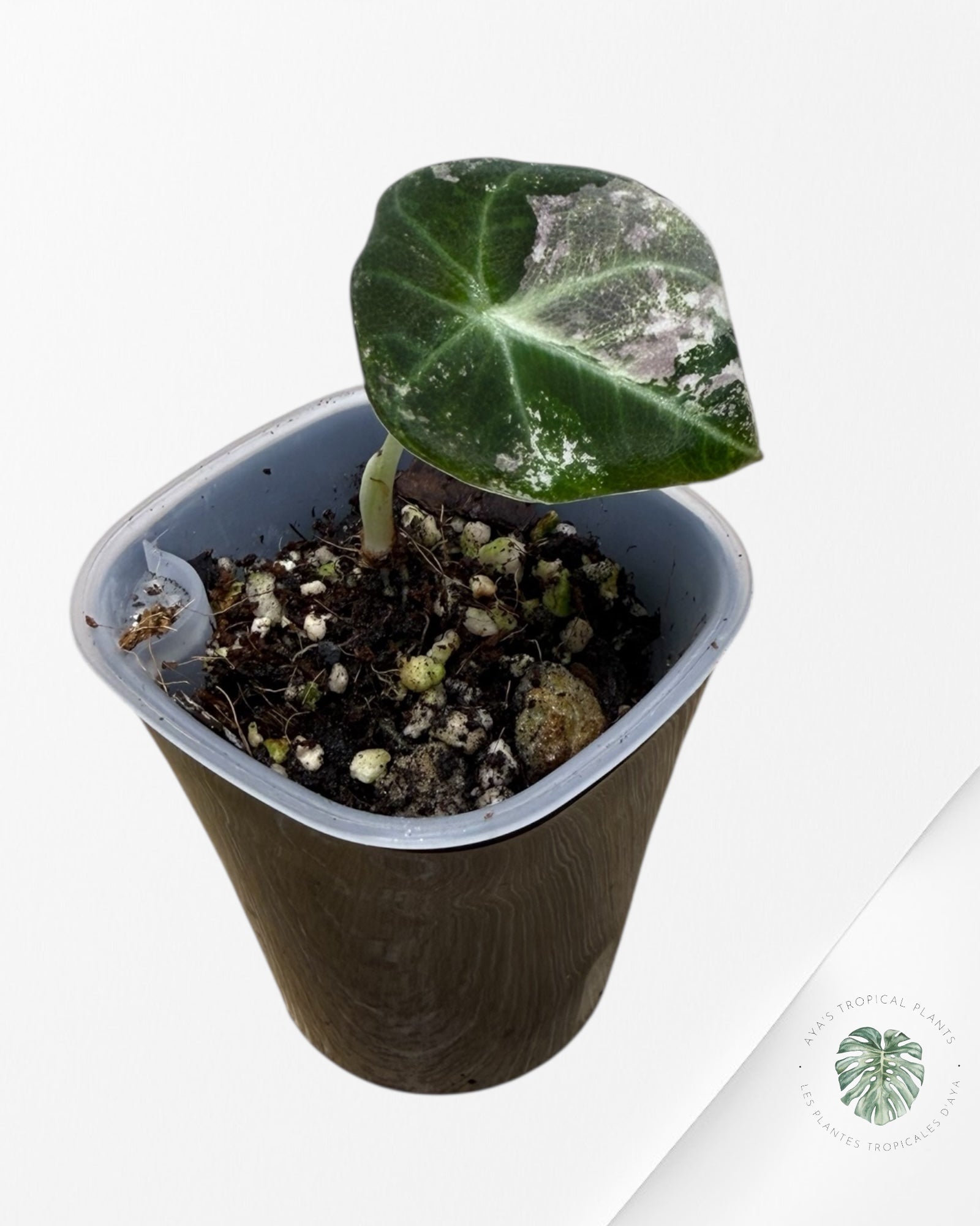 Alocasia Black Velvet Pink Variegated