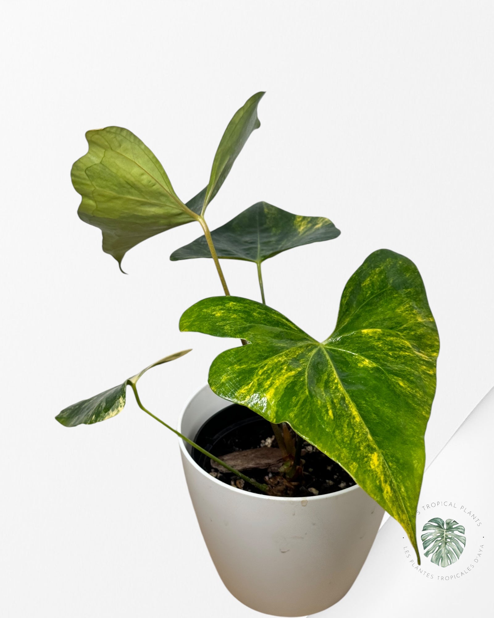 Anthurium Pterodactyl Variagated-APV04