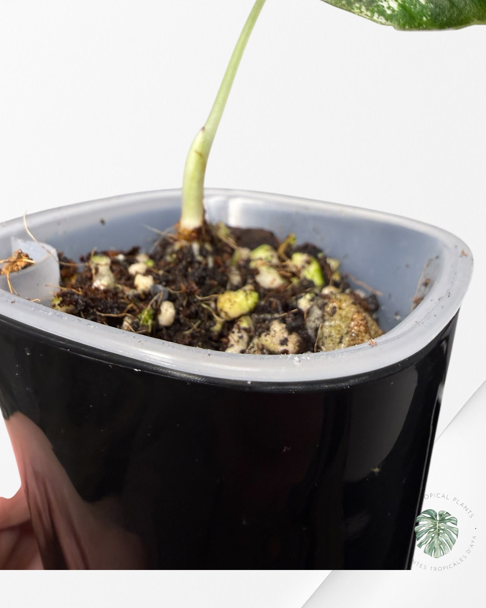 Alocasia Black Velvet Pink Variegated