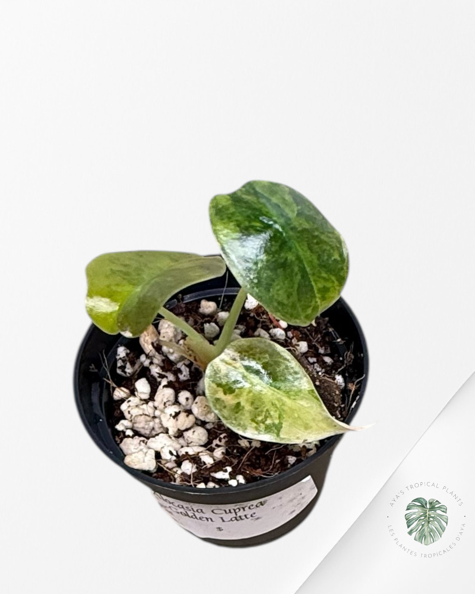 Alocasia Cuprea Golden Latte - AC2