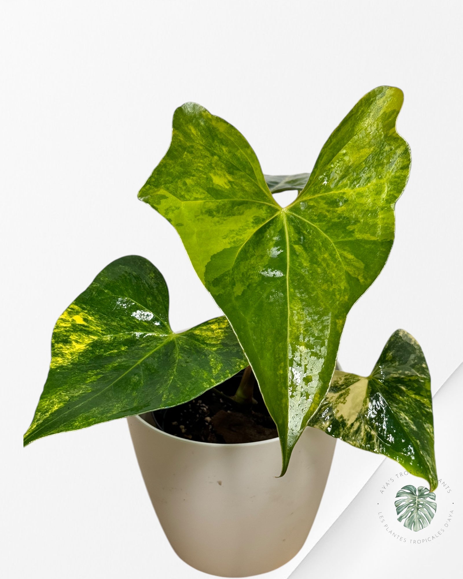 Anthurium Pterodactyl Variagated-APV04