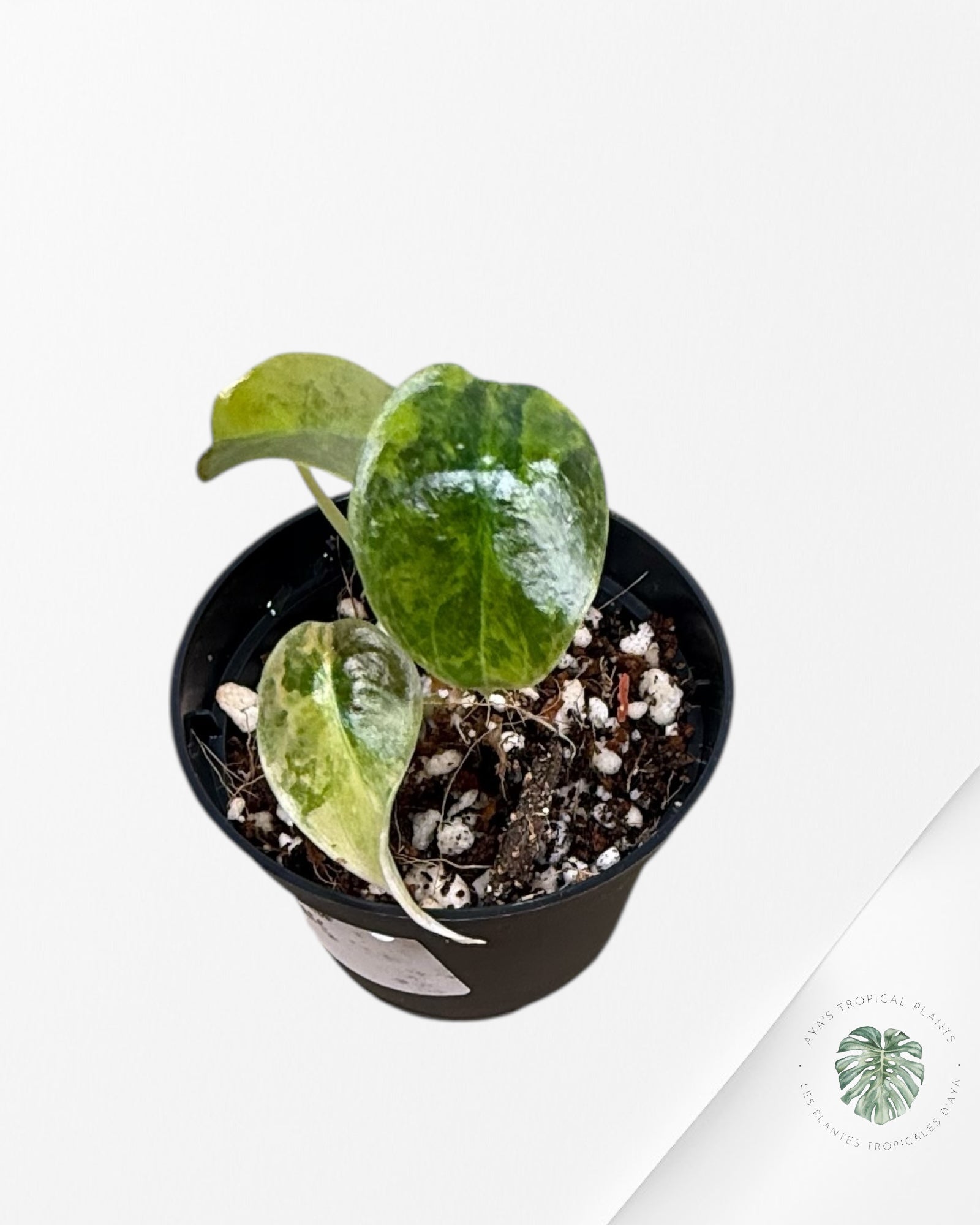 Alocasia Cuprea Golden Latte - AC2