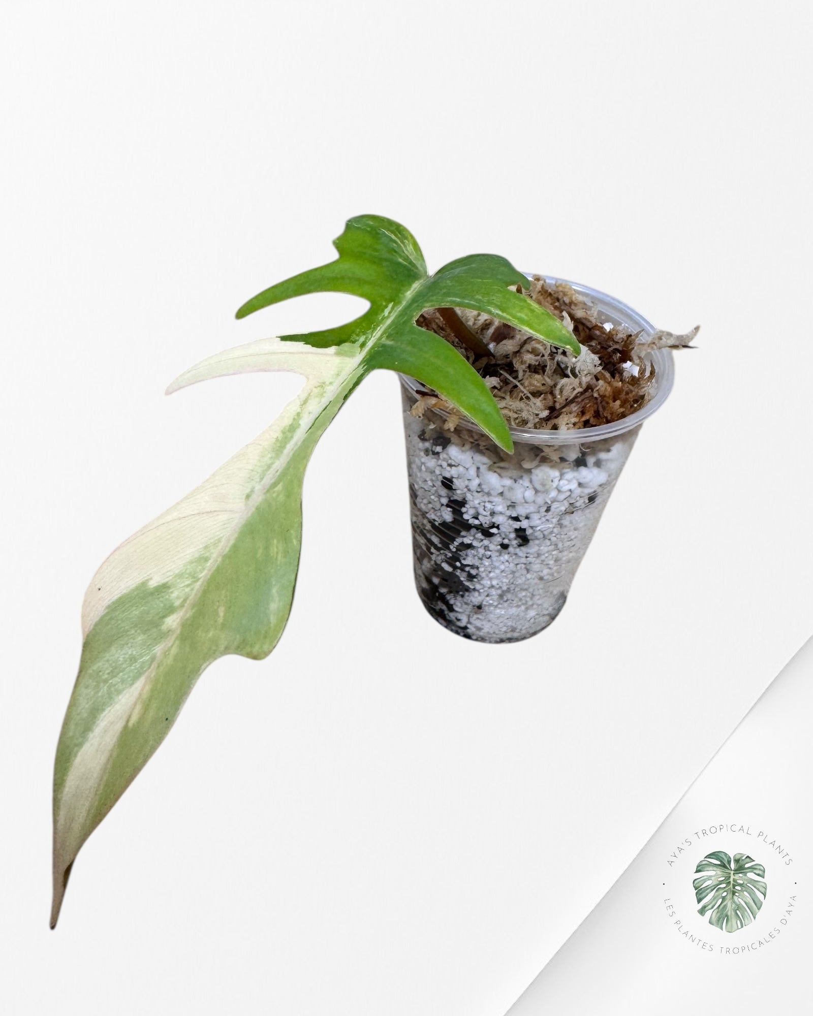 Philodendron Florida Beauty X tortum - FB1