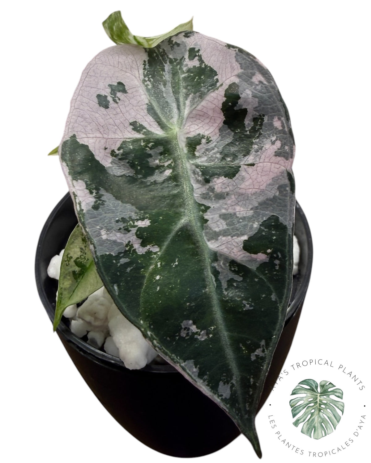 Alocasia Polly Pink Snowflake