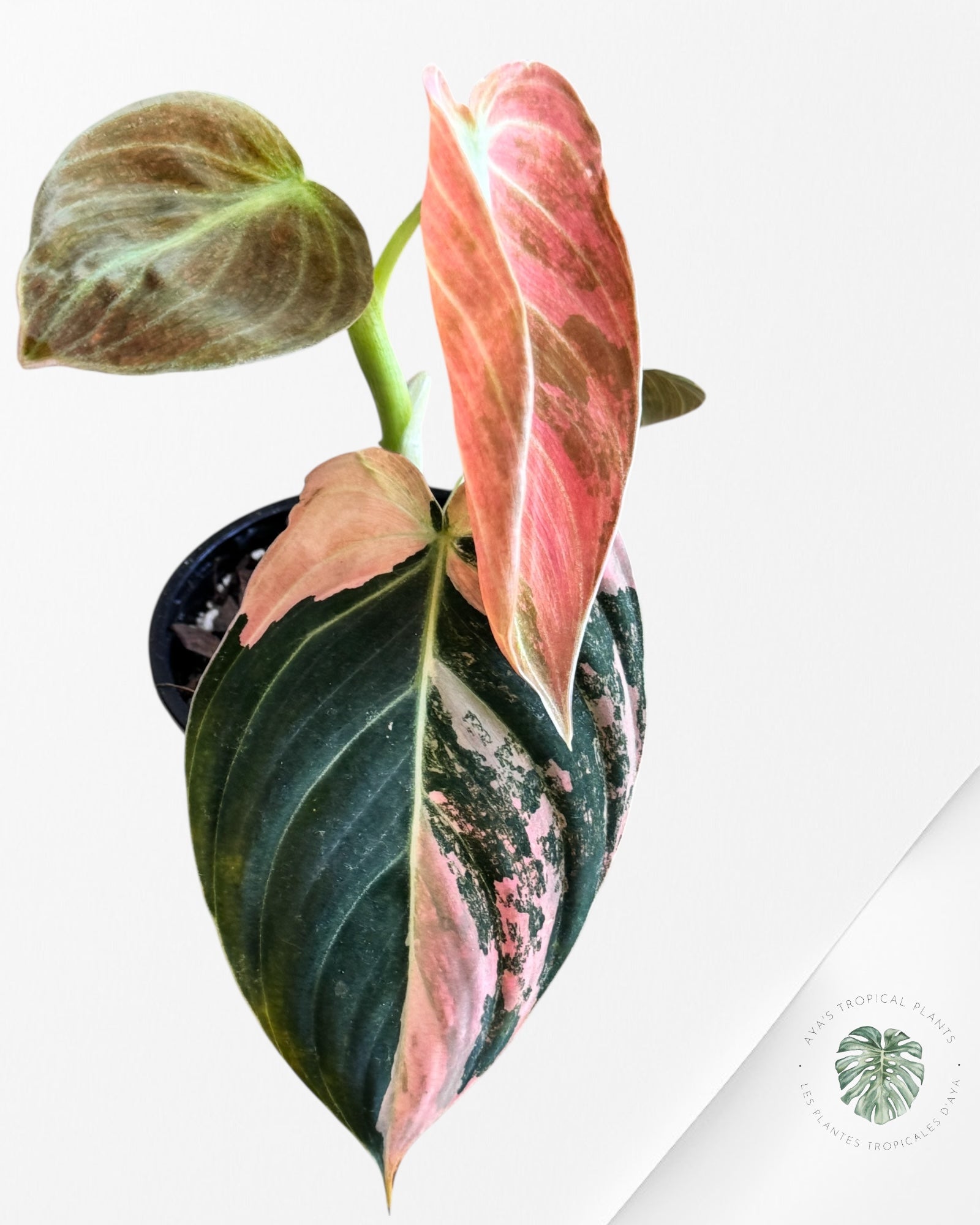 Philodendron Melanochrysum Orange (Bonfire) - T