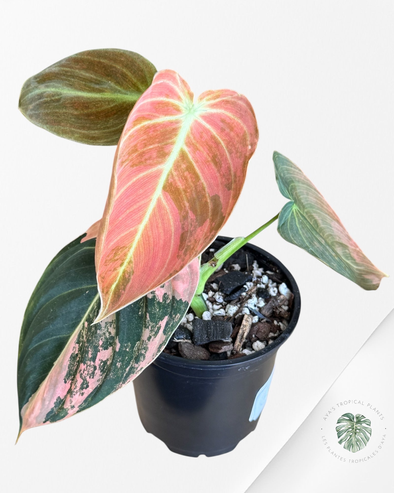 Philodendron Melanochrysum Orange (Bonfire) - T