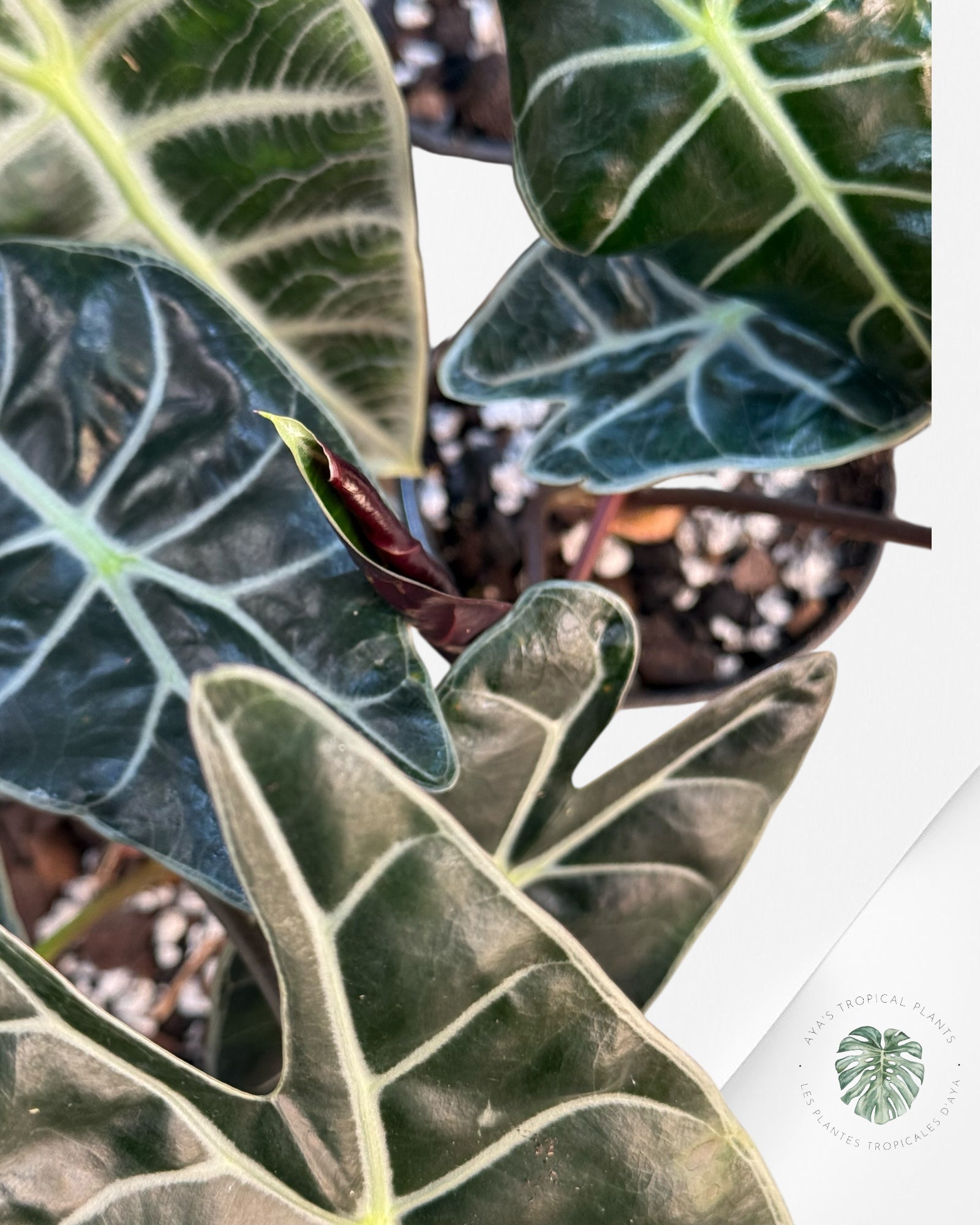Alocasia Suhirmaniana Purple | Aroid | Aya’s tropical plant