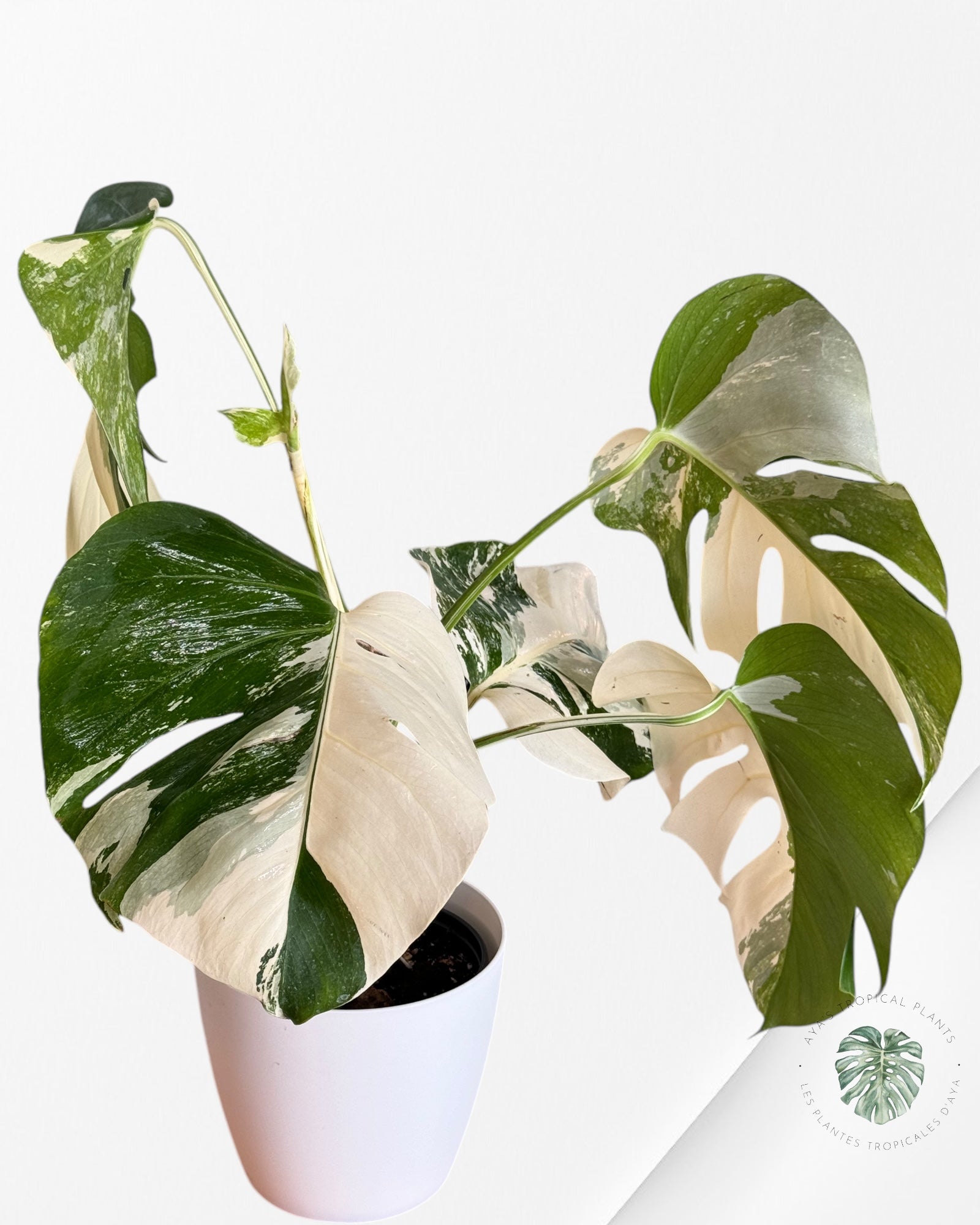 Monstera Albo Borsigiana-MBA40