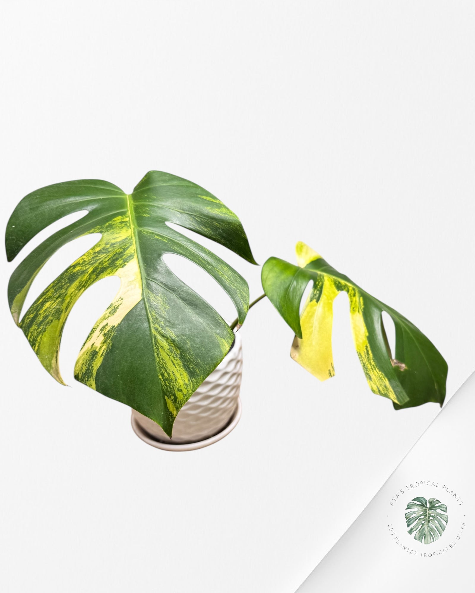 Monstera Aurea - AU4