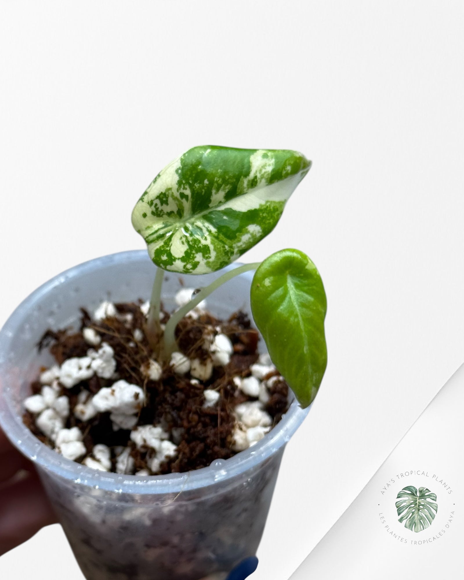 Alocasia Black Velvet Pink Variegated | Rare TC Plant| Aya's Tropical Plants