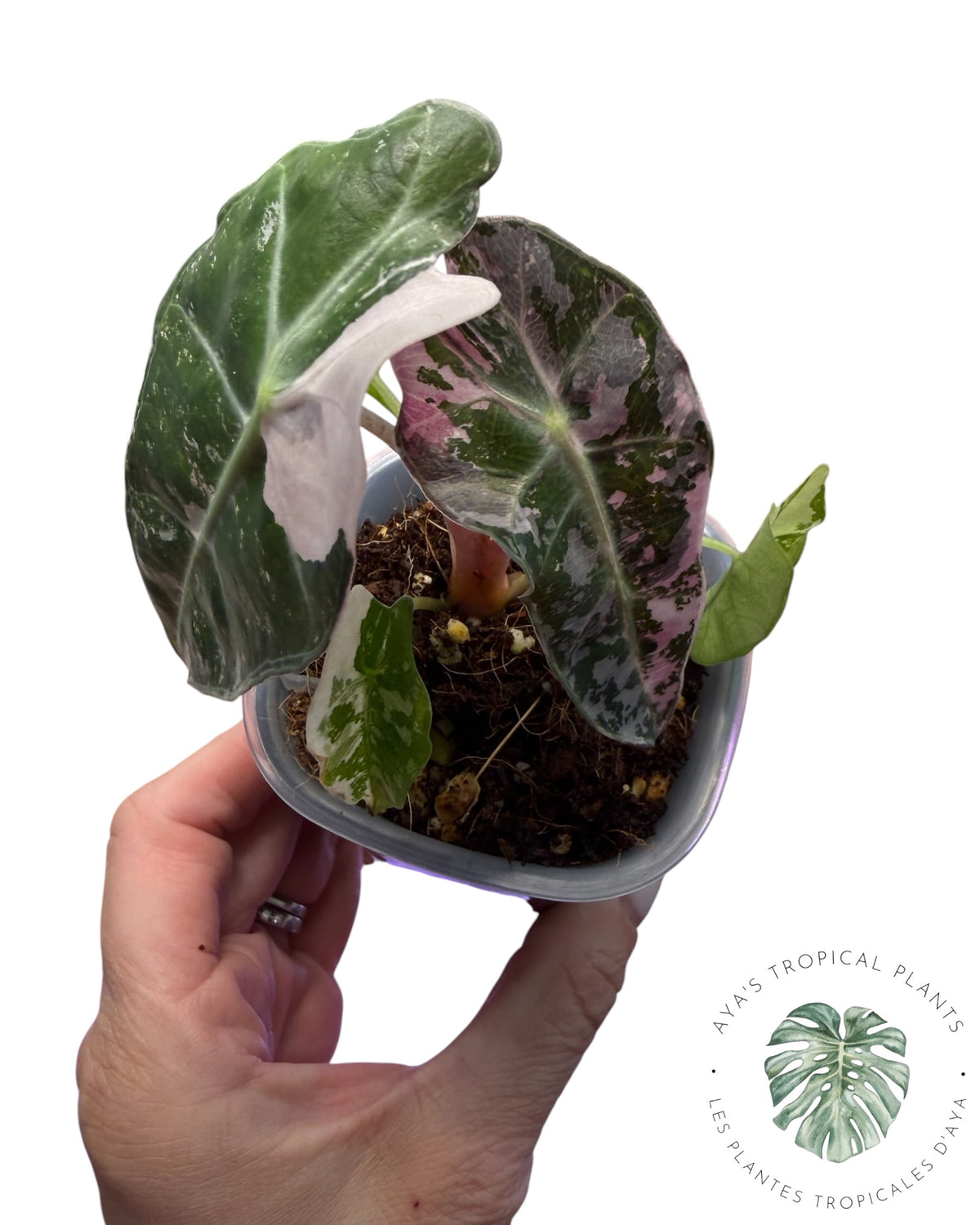 Alocasia Polly Pink Snowflake (Grade A)