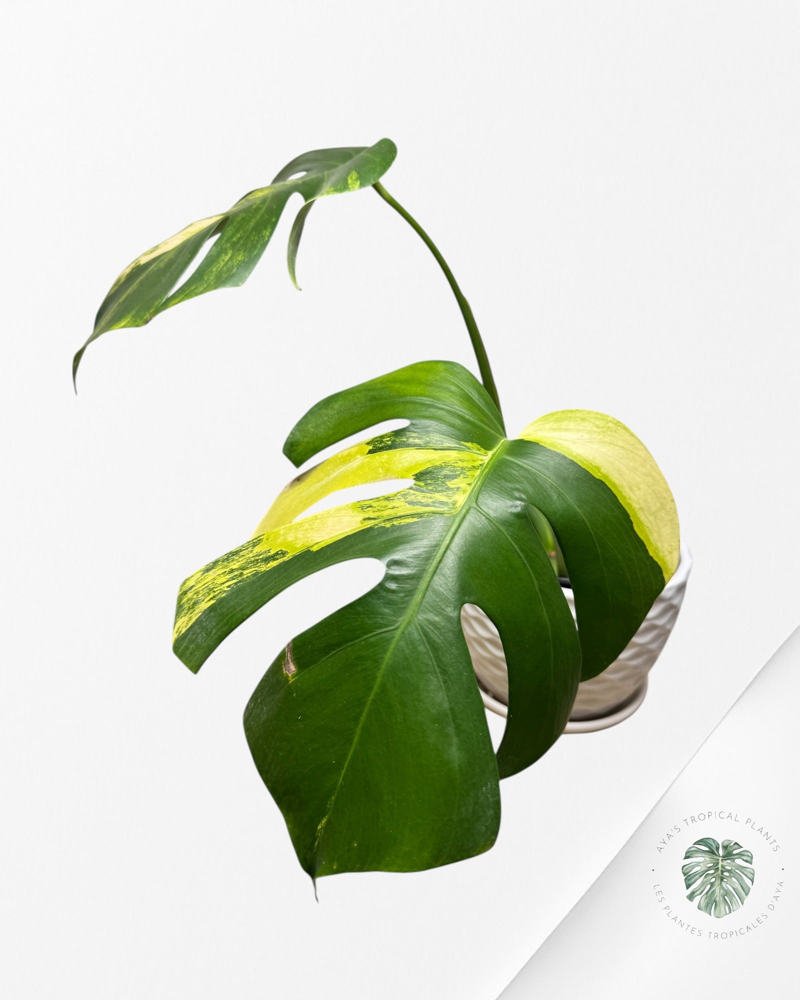 Monstera Aurea - AU4