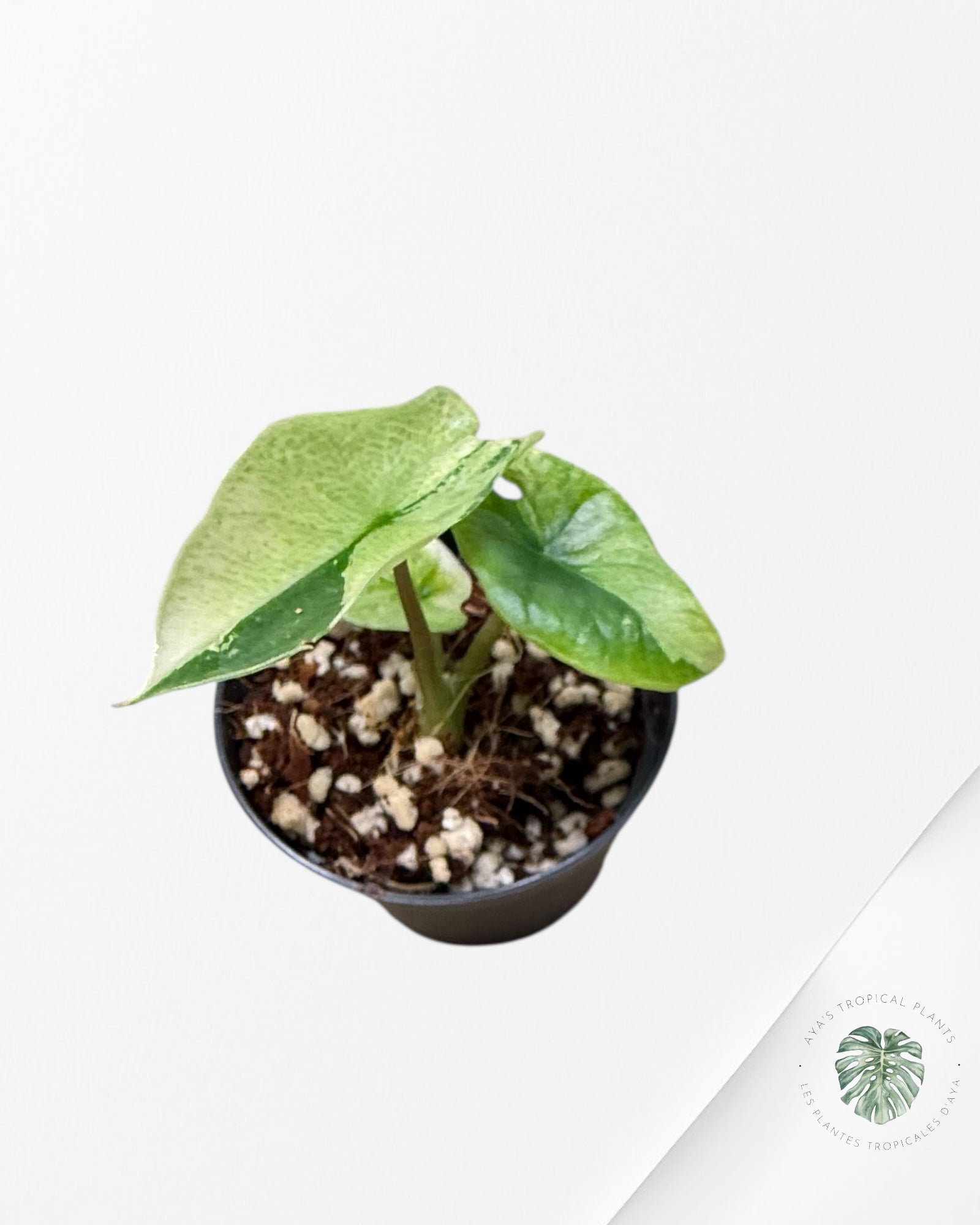 Alocasia Scalprum Albo Variegated - SA1