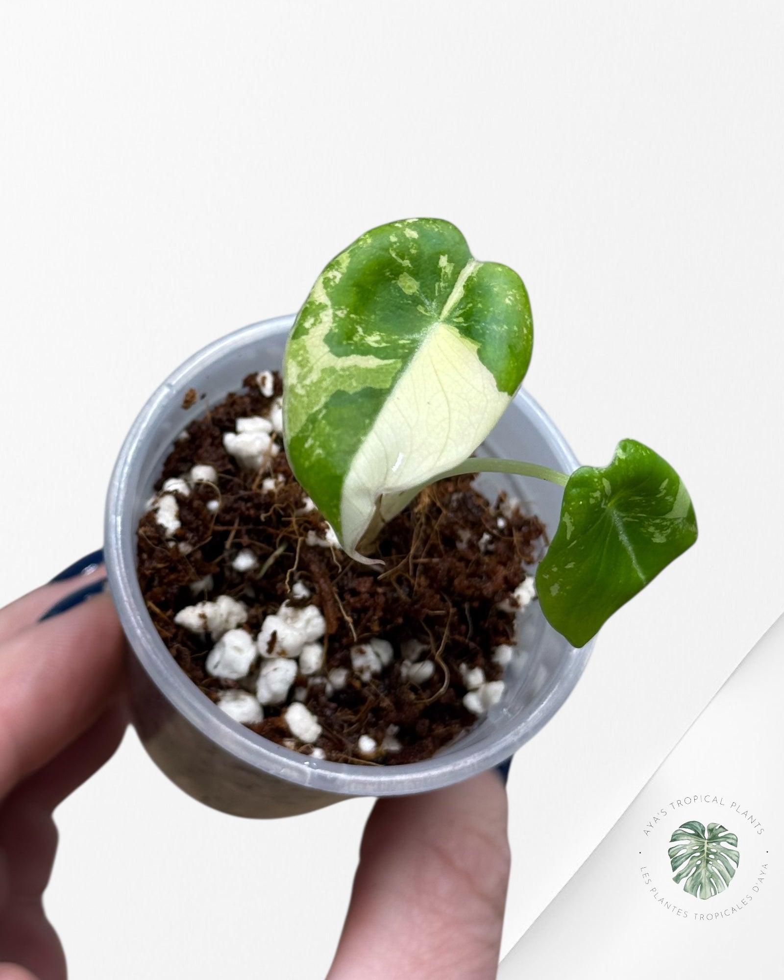 Alocasia Black Velvet Pink Variegated | Rare TC Plant| Aya's Tropical Plants