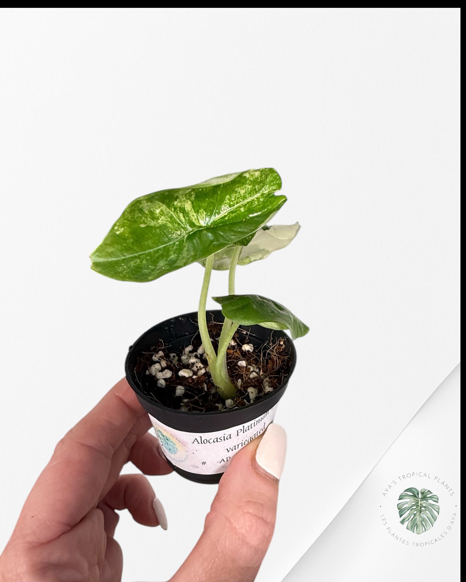 Alocasia Platinum Albo Variegated - AP