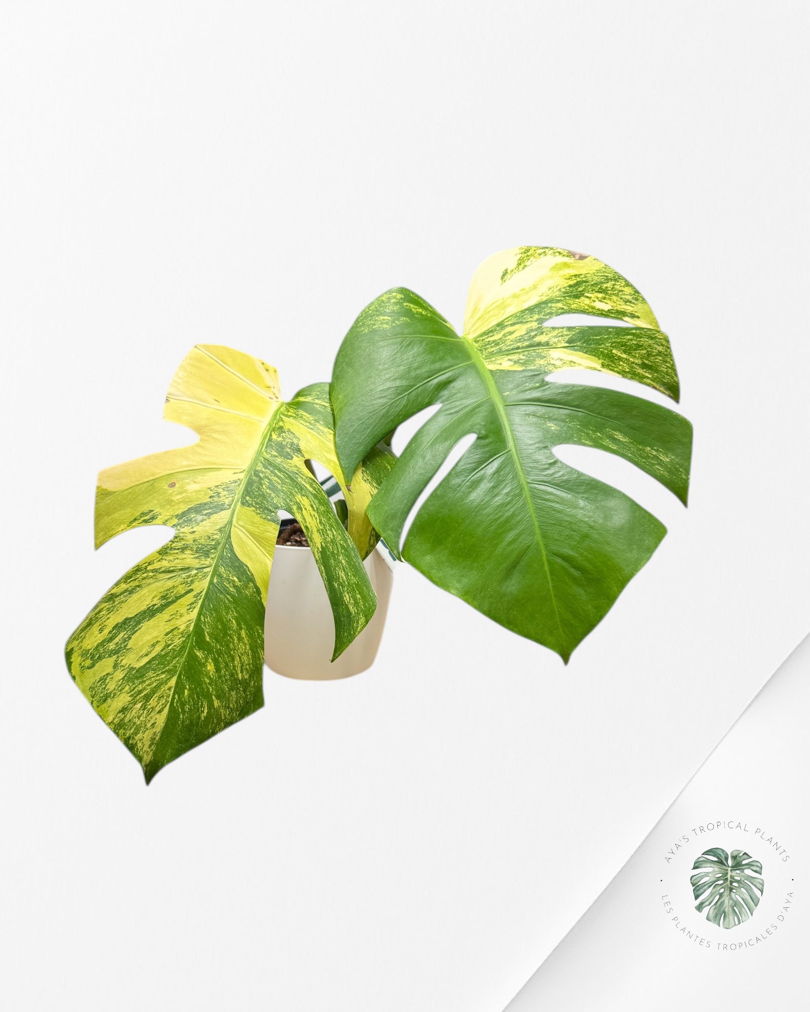 Monstera Aurea - MA1