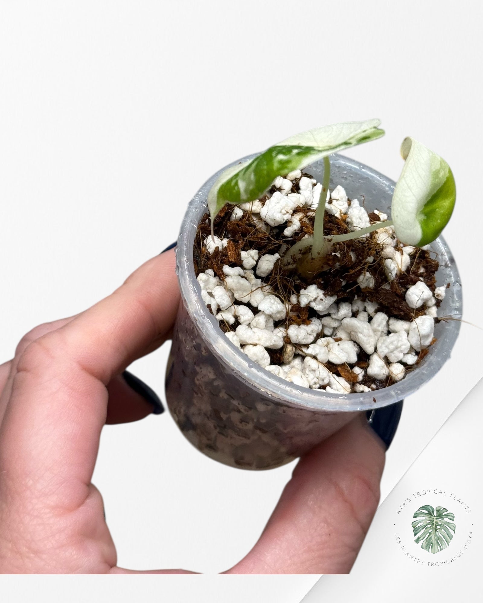 Alocasia Black Velvet Pink Variegated | Rare TC Plant| Aya's Tropical Plants