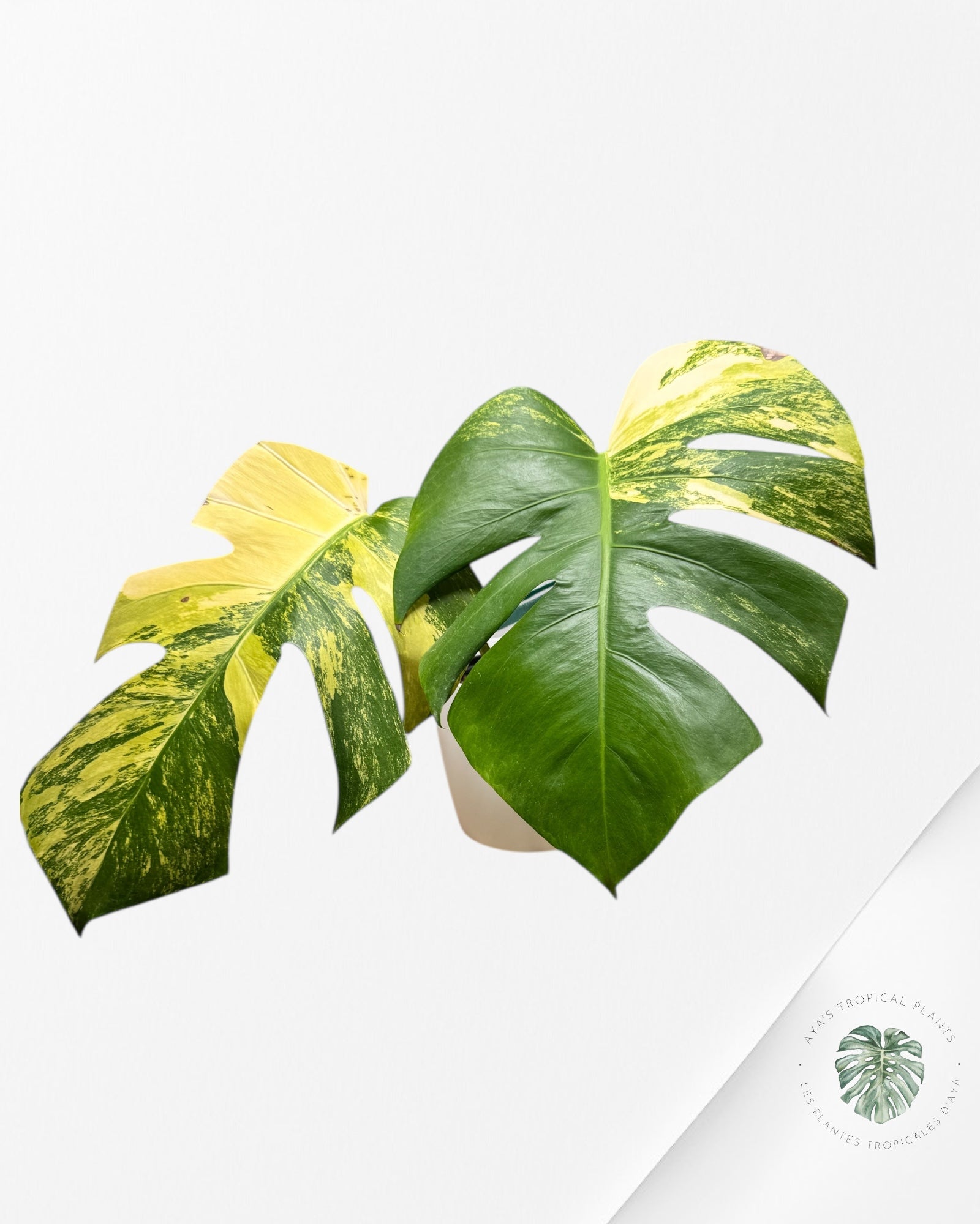 Monstera Aurea - MA1