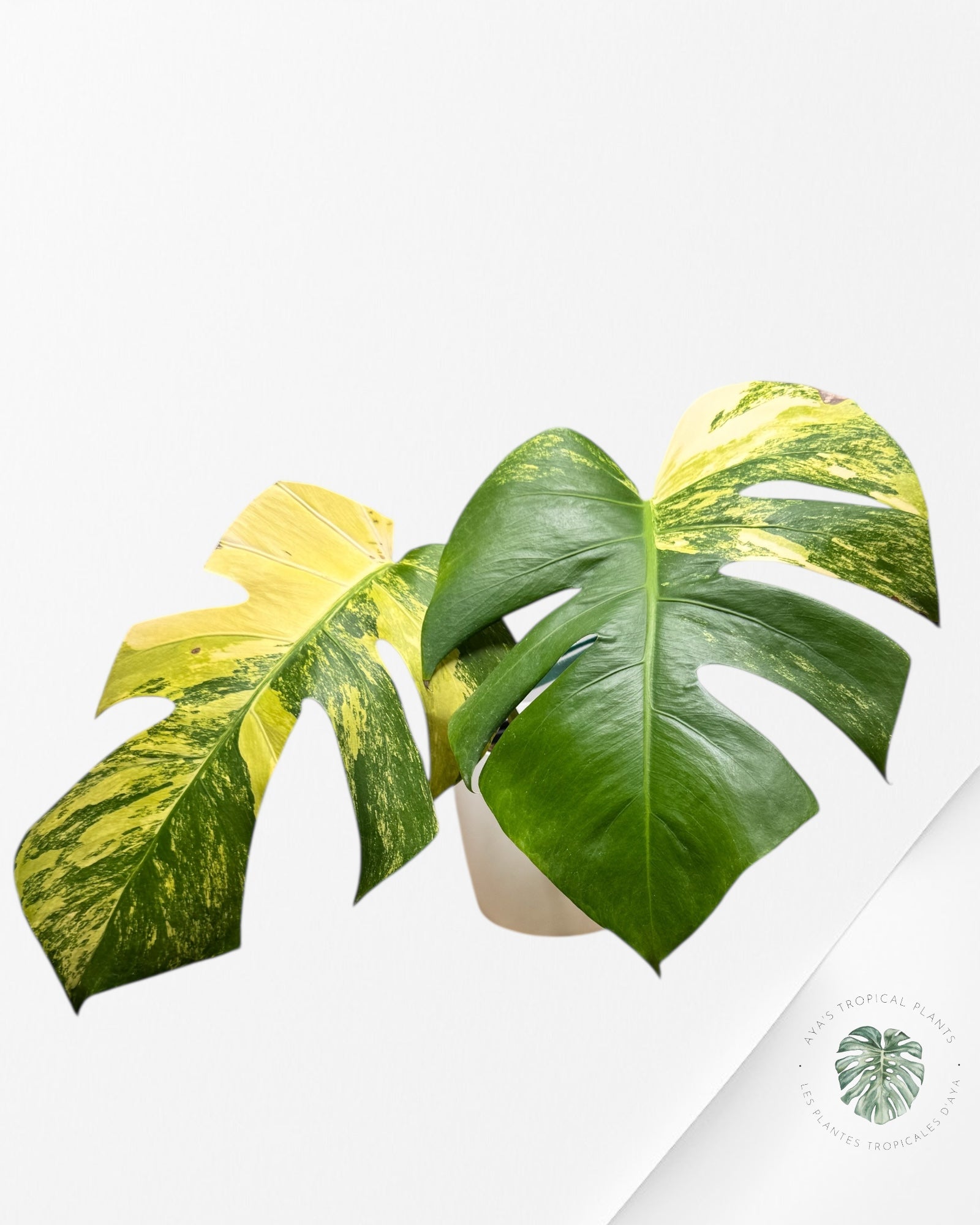 Monstera Aurea - MA1
