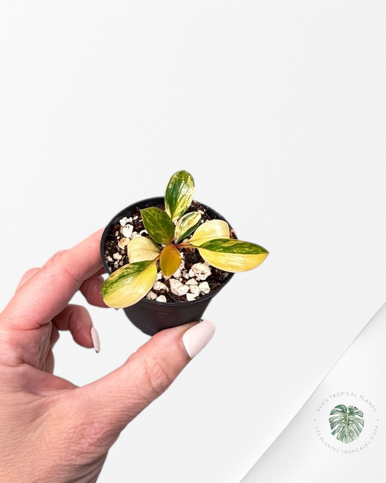 Philodendron Red Congo Variegata-RC2