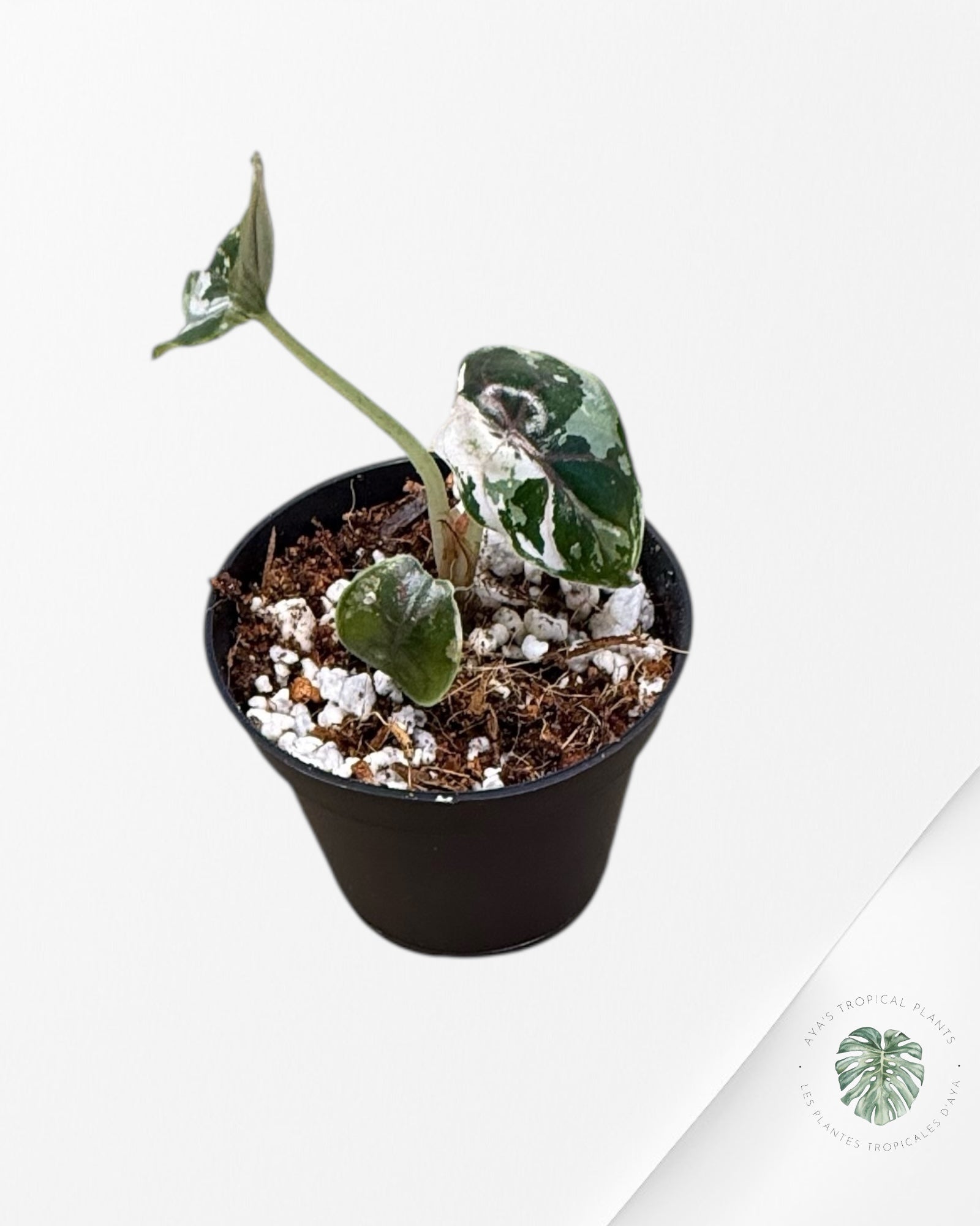Alocasia Azlanii rose panaché - F