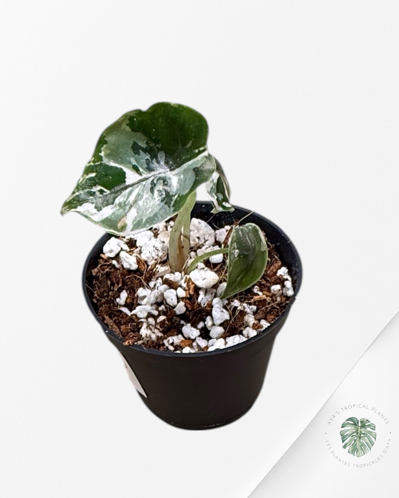 Alocasia Azlanii rose panaché - F