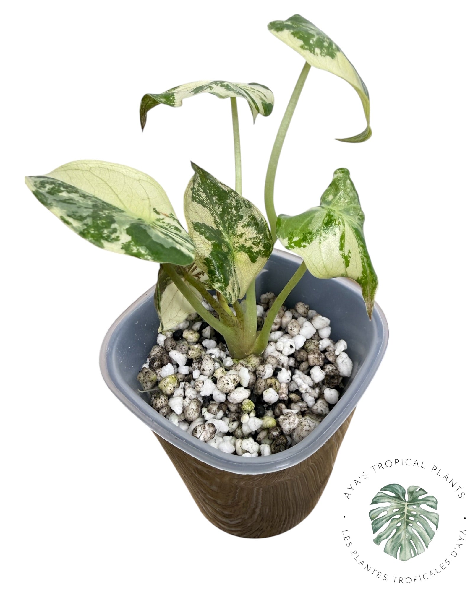 Alocasia Wentii Albo Pink Variegated