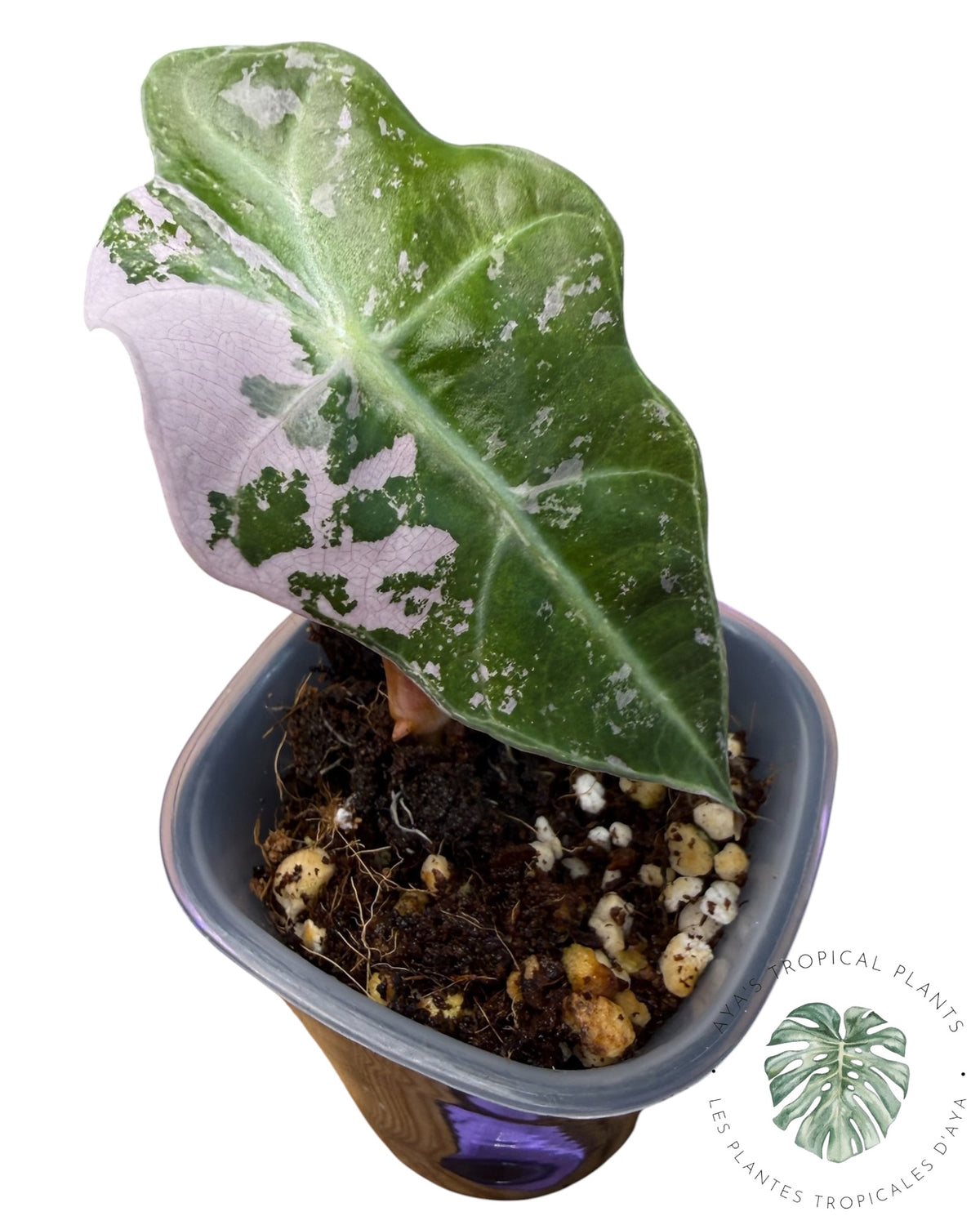 Alocasia Polly Pink Snowflake (Grade A)