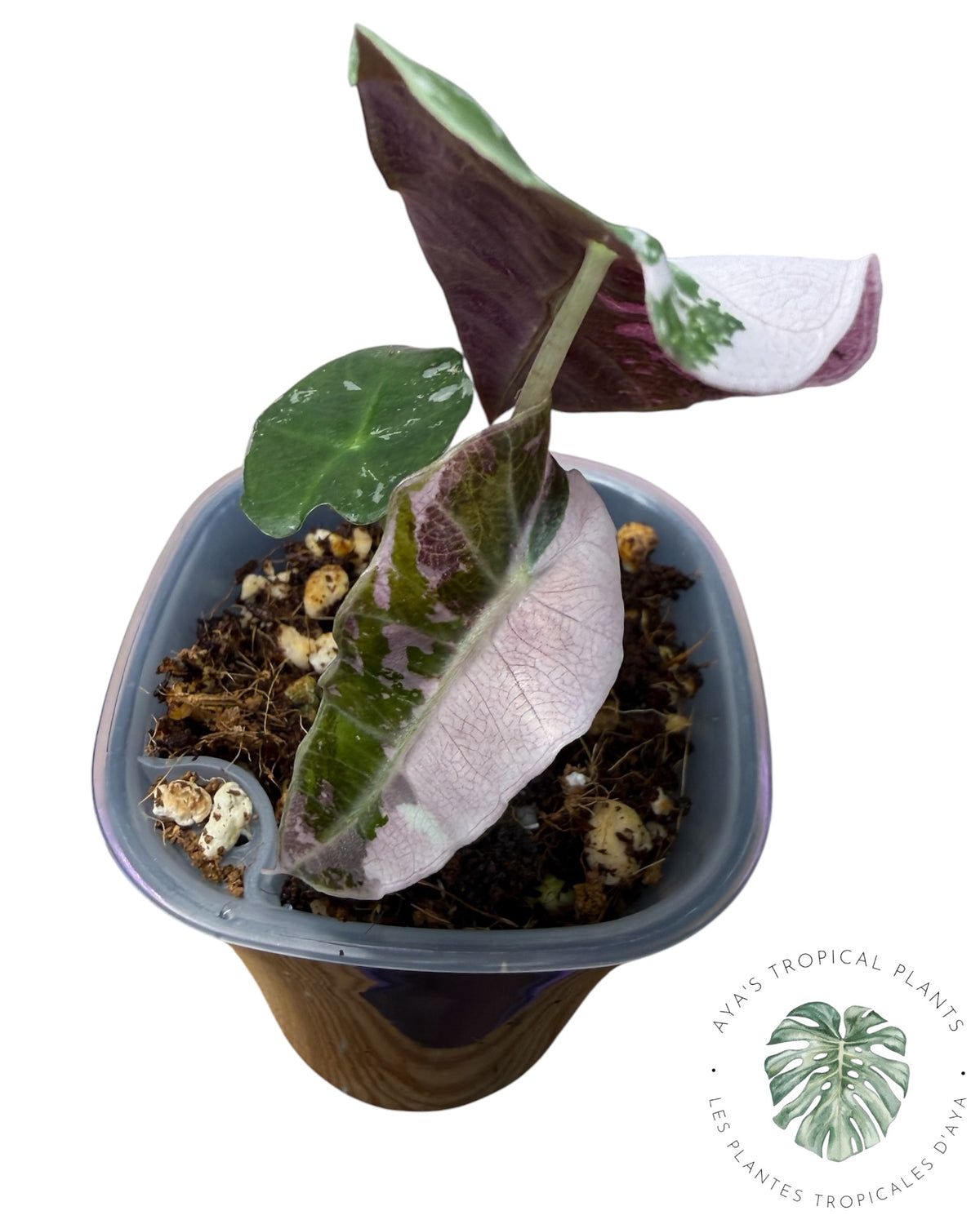 Alocasia Polly Pink Snowflake (Grade A)