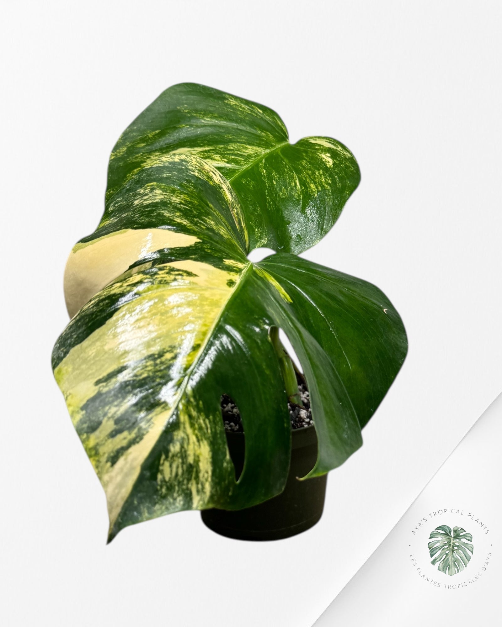 Monstera Aurea - AU3