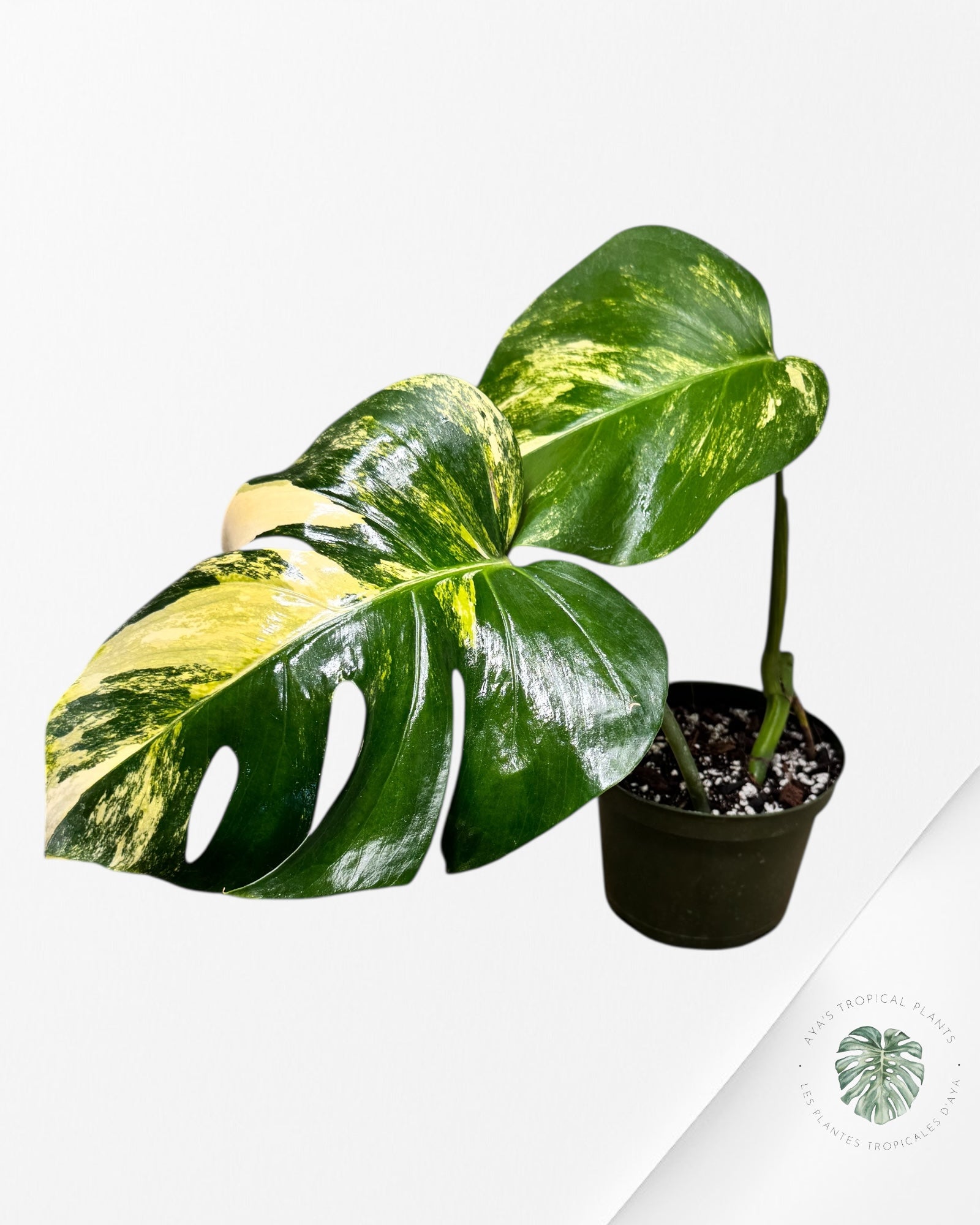 Monstera Aurea - AU3